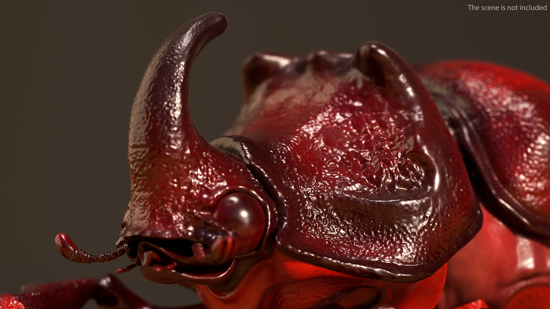 3D model Oryctes Nasicornis Rhinoceros Beetle Standing