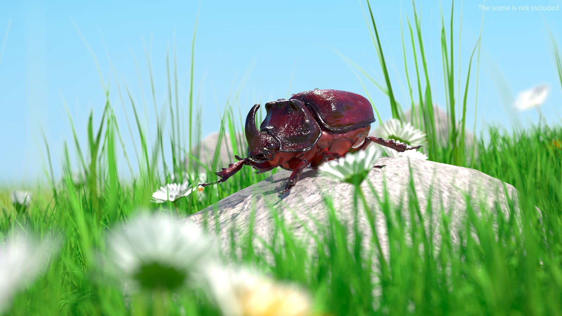 3D model Oryctes Nasicornis Rhinoceros Beetle Standing