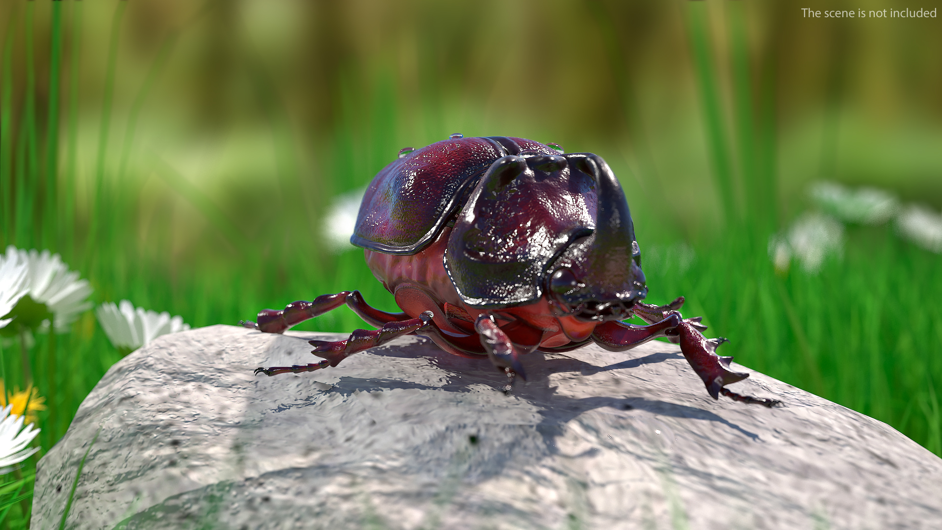 3D model Oryctes Nasicornis Rhinoceros Beetle Standing
