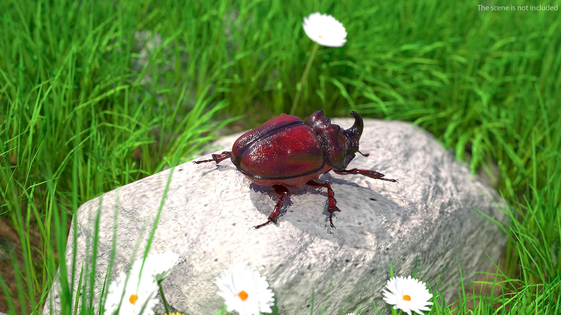 3D model Oryctes Nasicornis Rhinoceros Beetle Standing