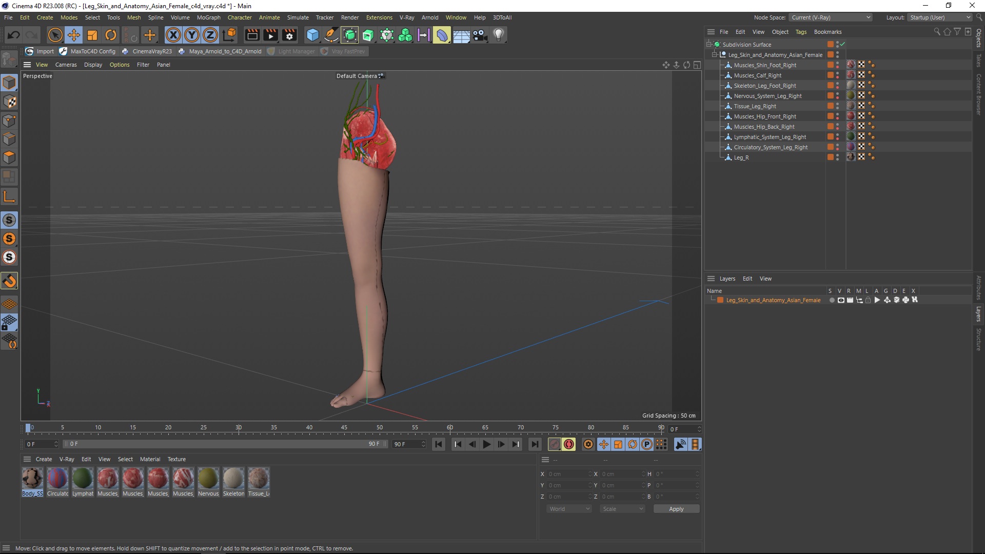 3D Leg Skin and Anatomy Asian Female model