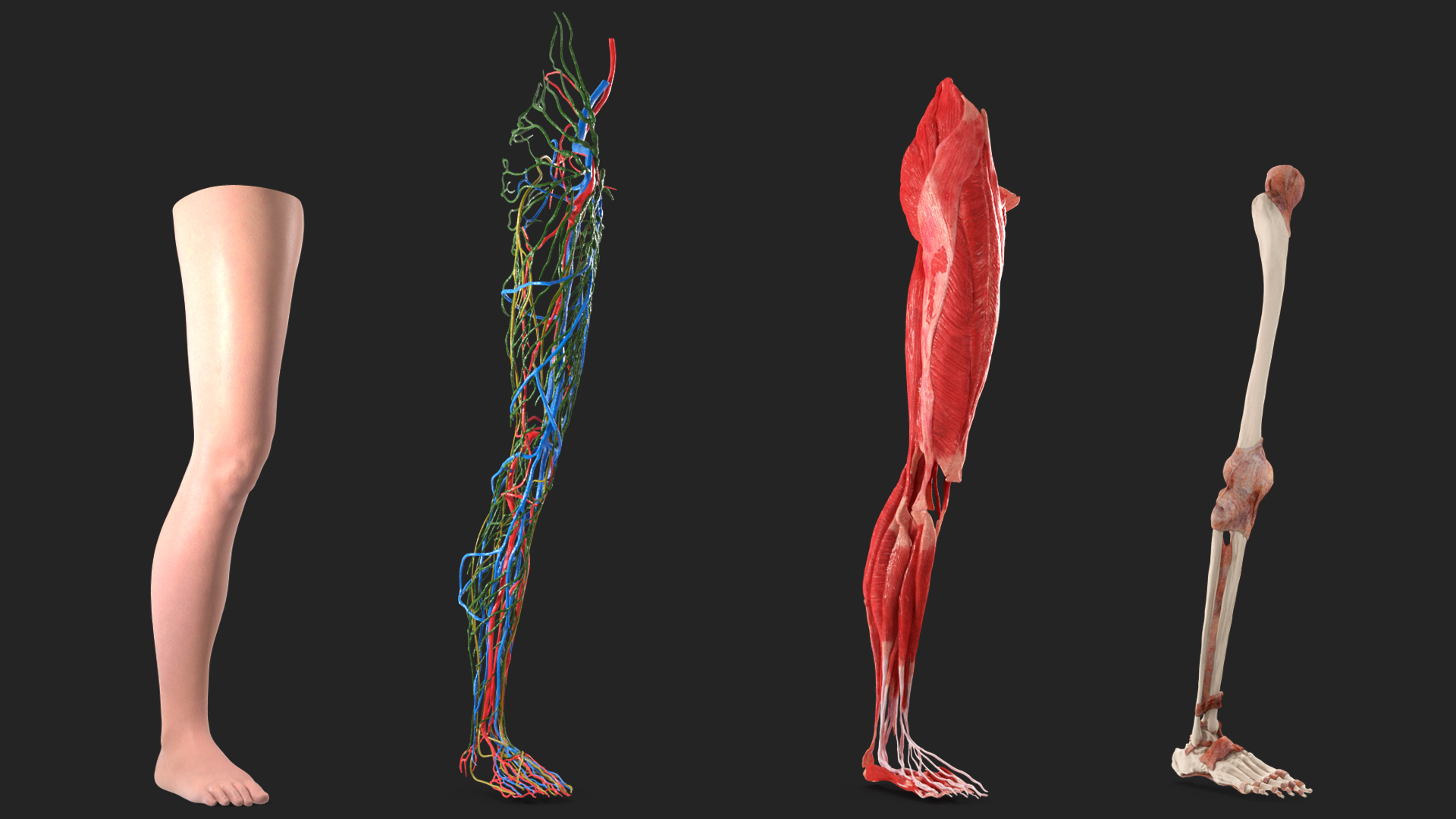 3D Leg Skin and Anatomy Asian Female model