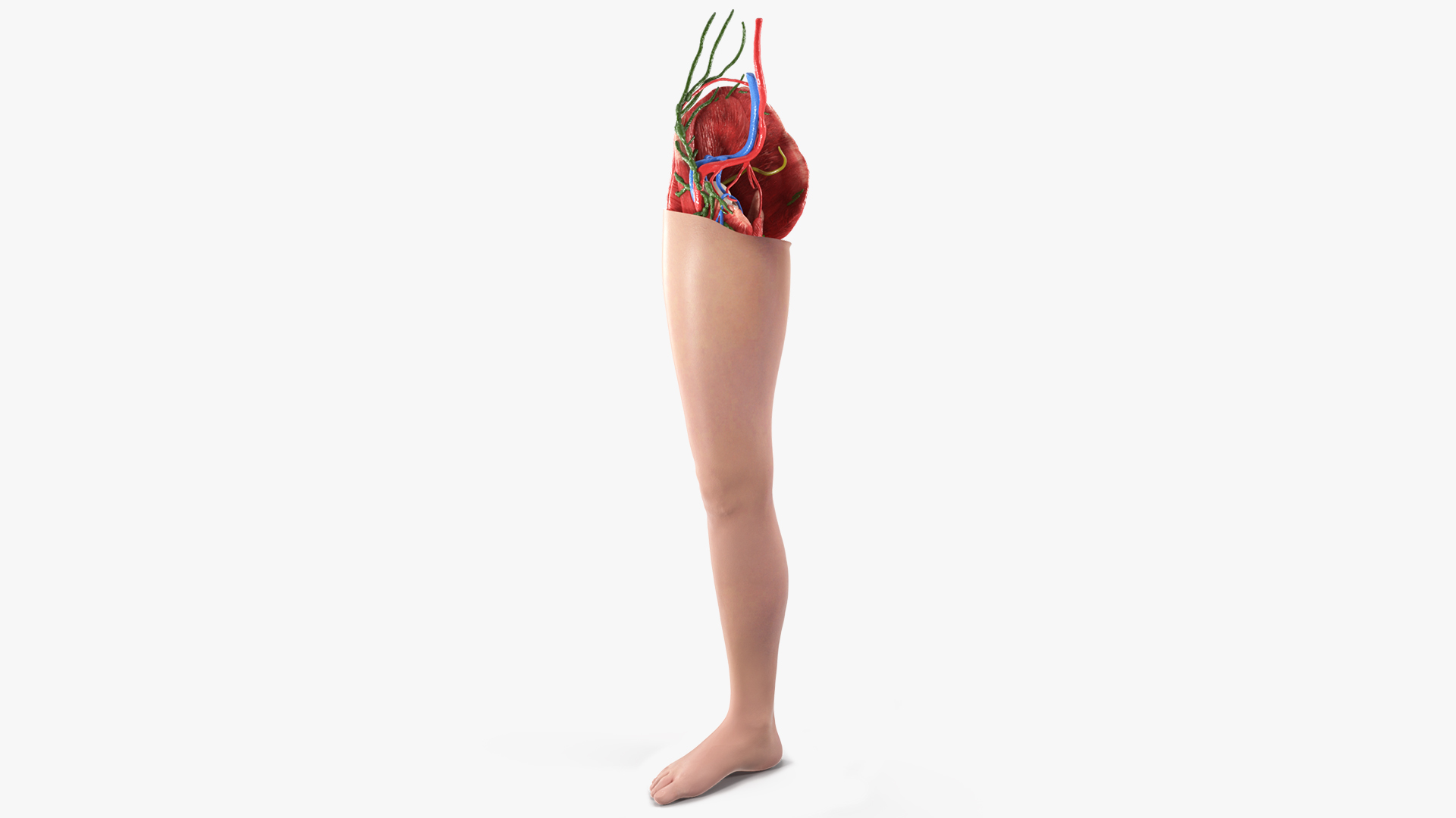3D Leg Skin and Anatomy Asian Female model