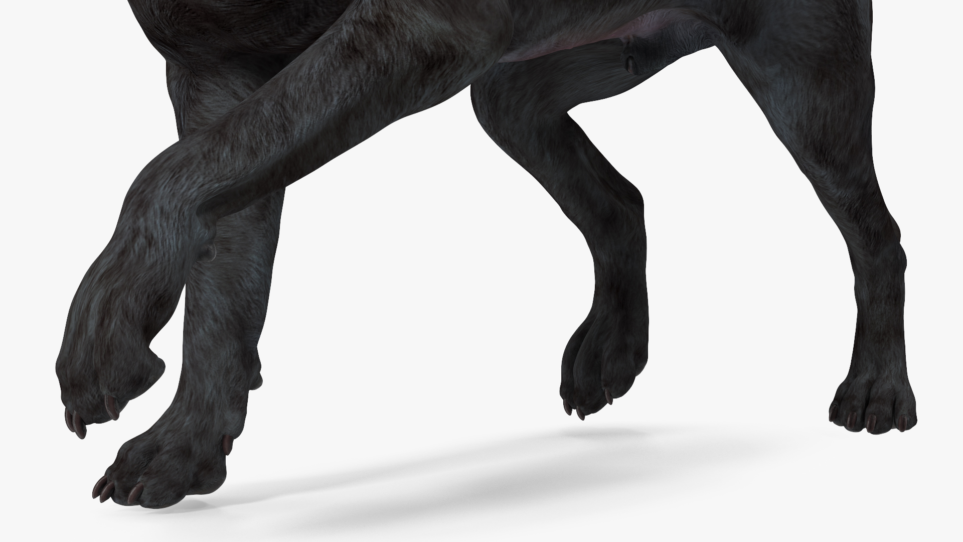 3D Labrador Dog Black Walking