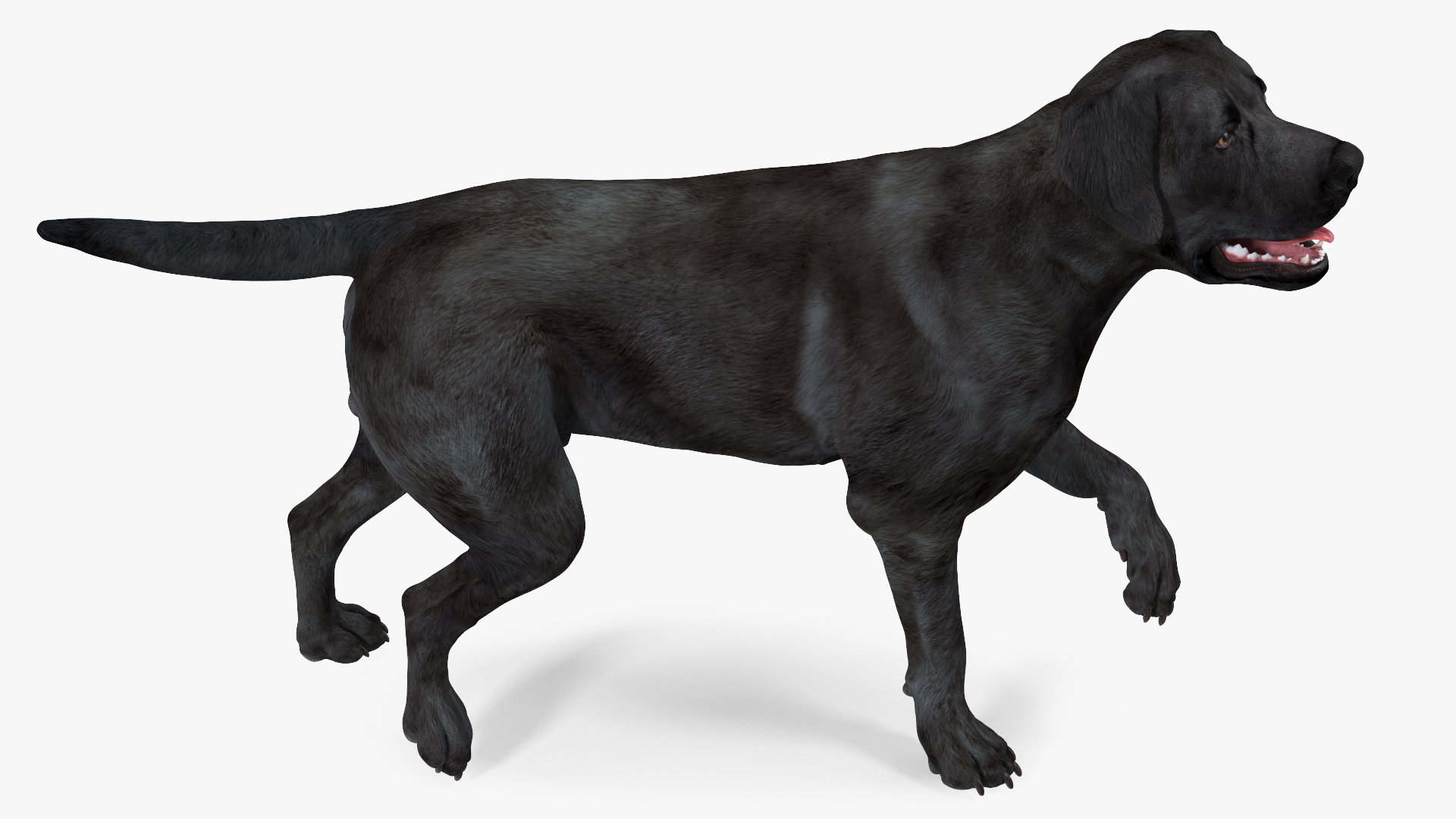 3D Labrador Dog Black Walking