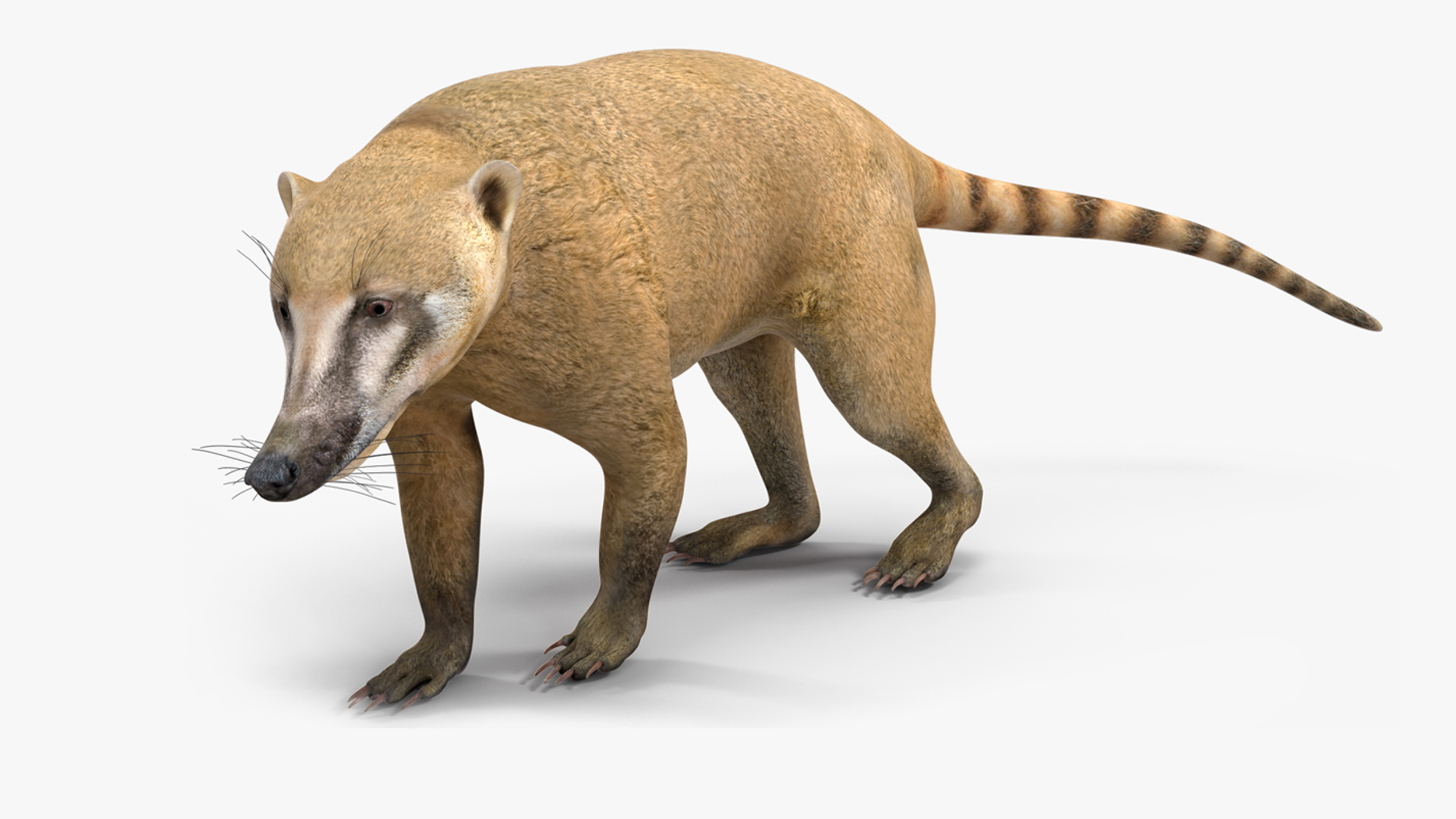 3D South American Coati Rigged for Maya