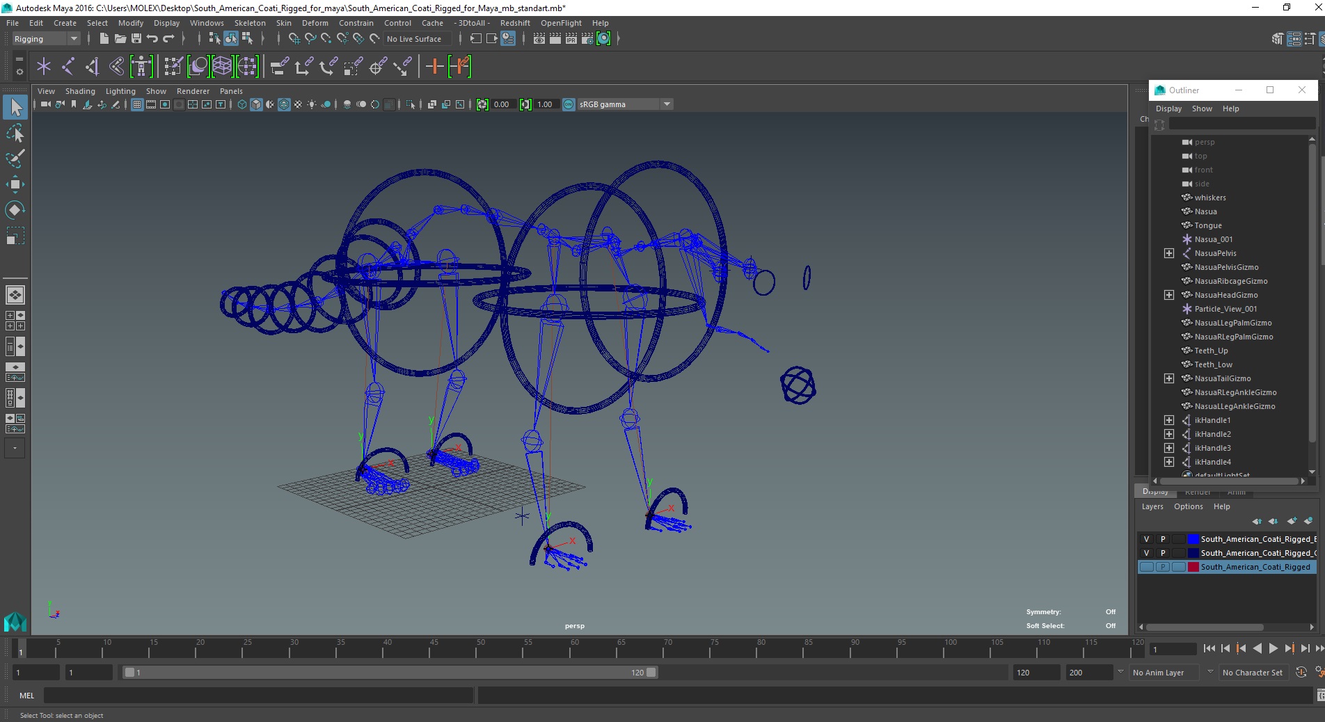 3D South American Coati Rigged for Maya