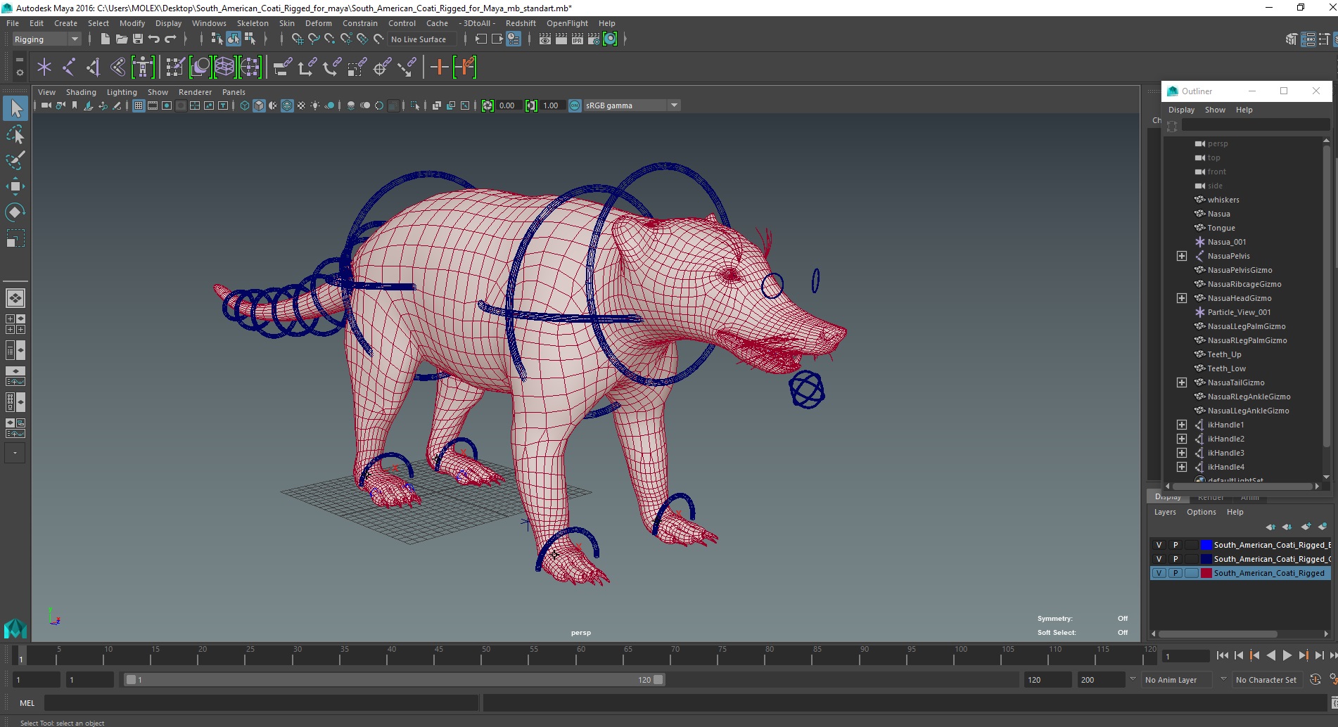 3D South American Coati Rigged for Maya
