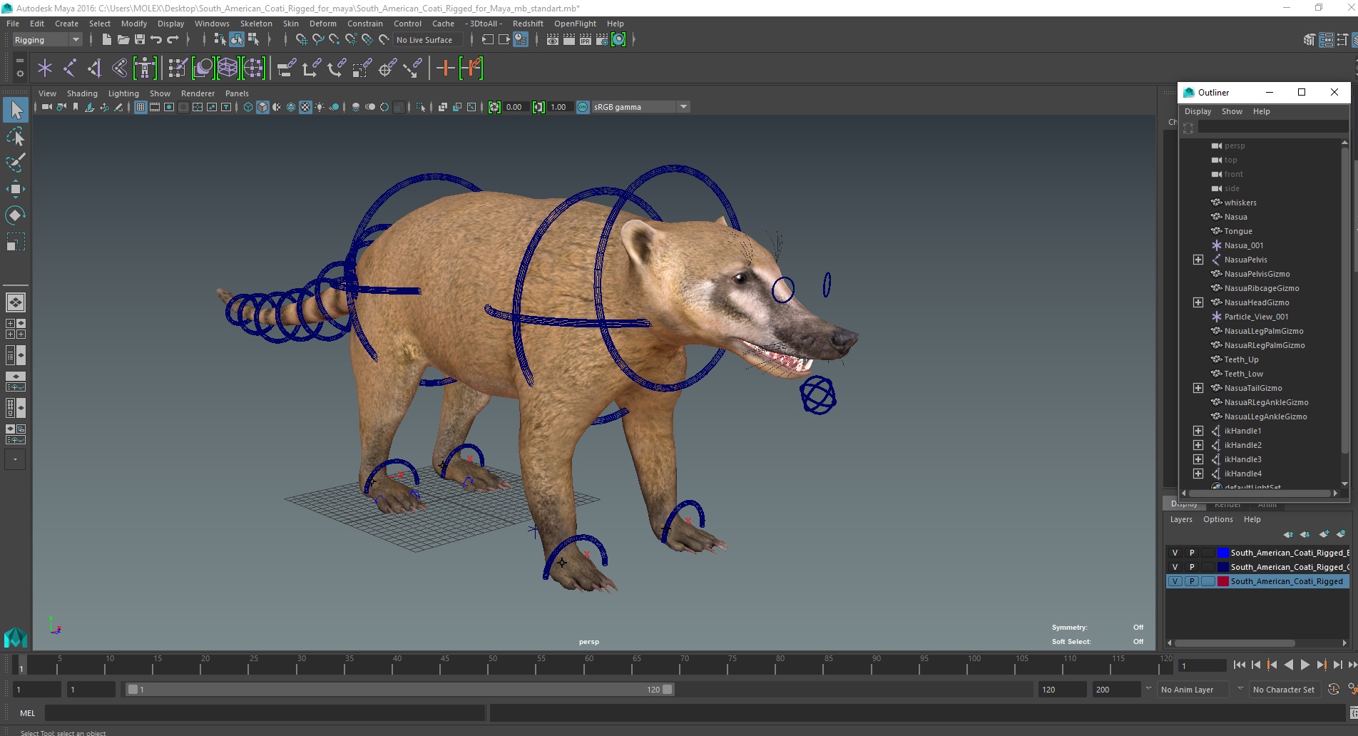 3D South American Coati Rigged for Maya