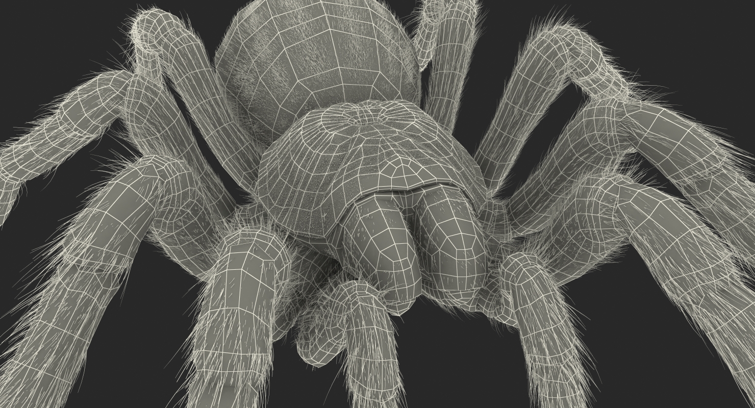 3D Goliath Birdeater with Fur Rigged model
