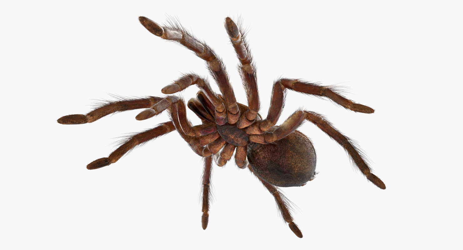3D Goliath Birdeater with Fur Rigged model