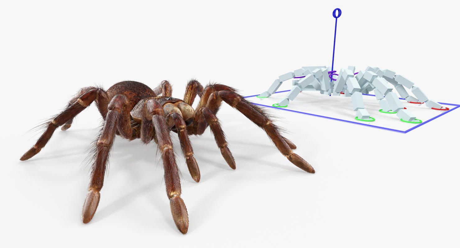 3D Goliath Birdeater with Fur Rigged model