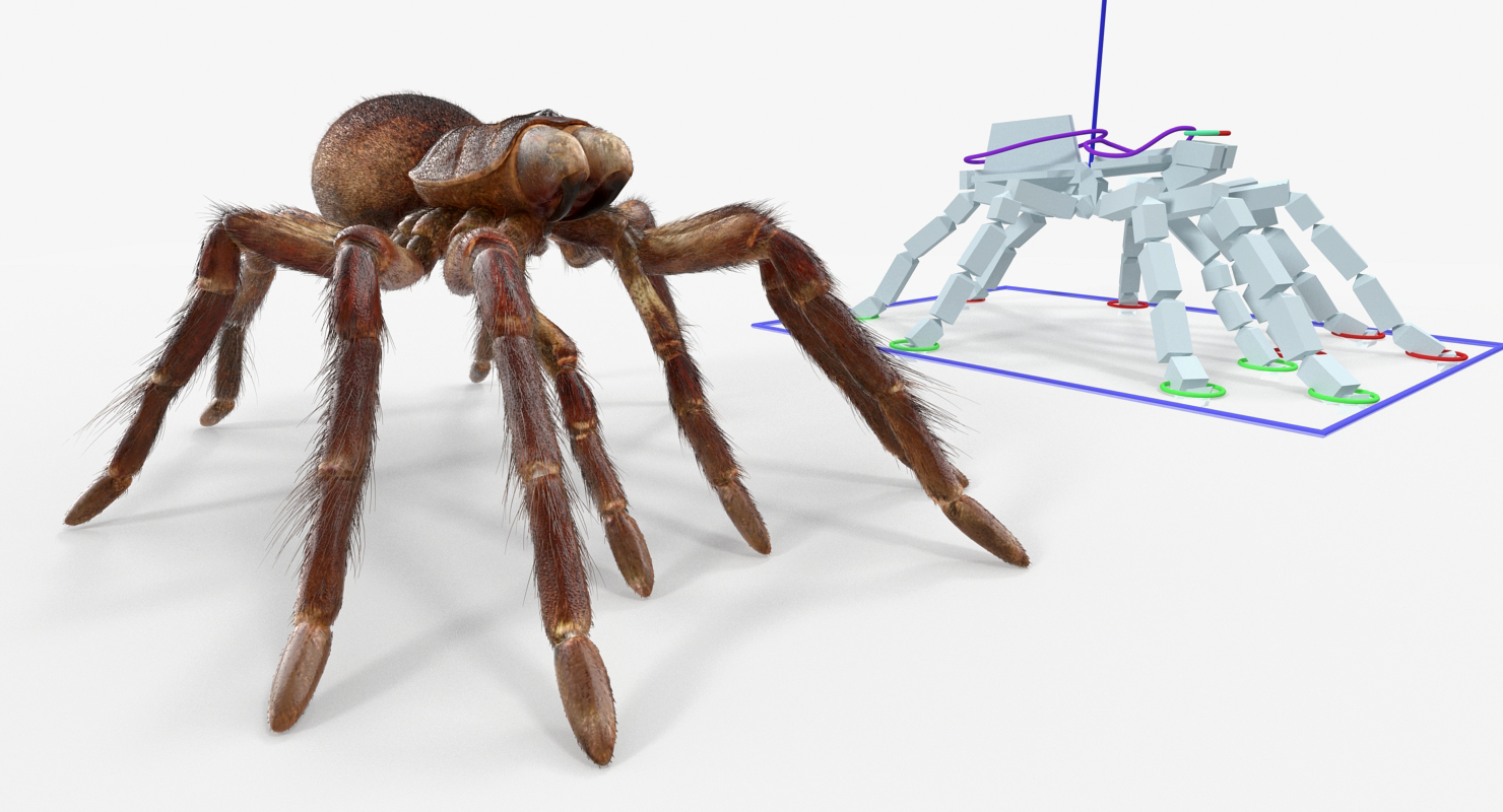 3D Goliath Birdeater with Fur Rigged model