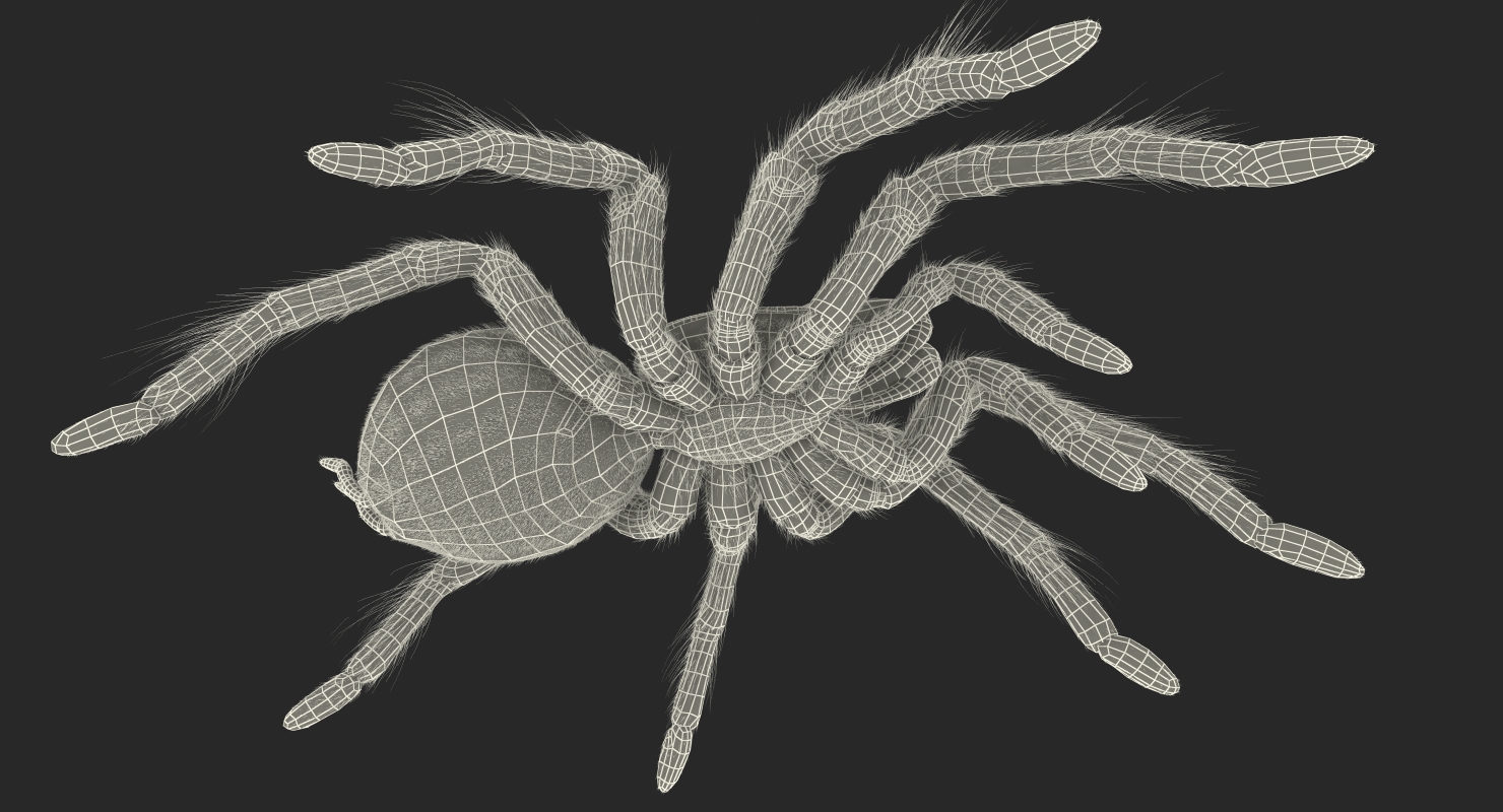 3D Goliath Birdeater with Fur Rigged model