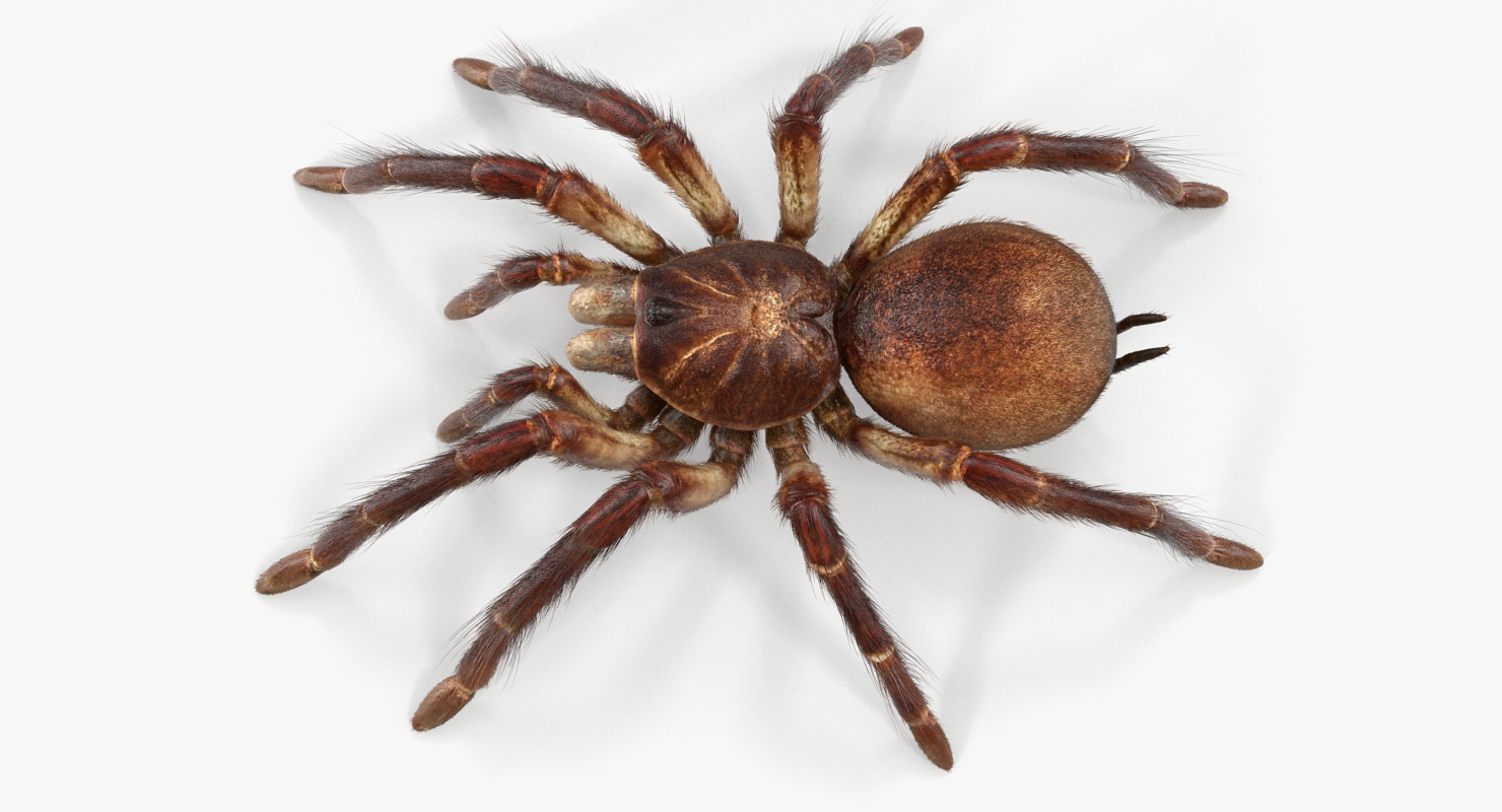 3D Goliath Birdeater with Fur Rigged model