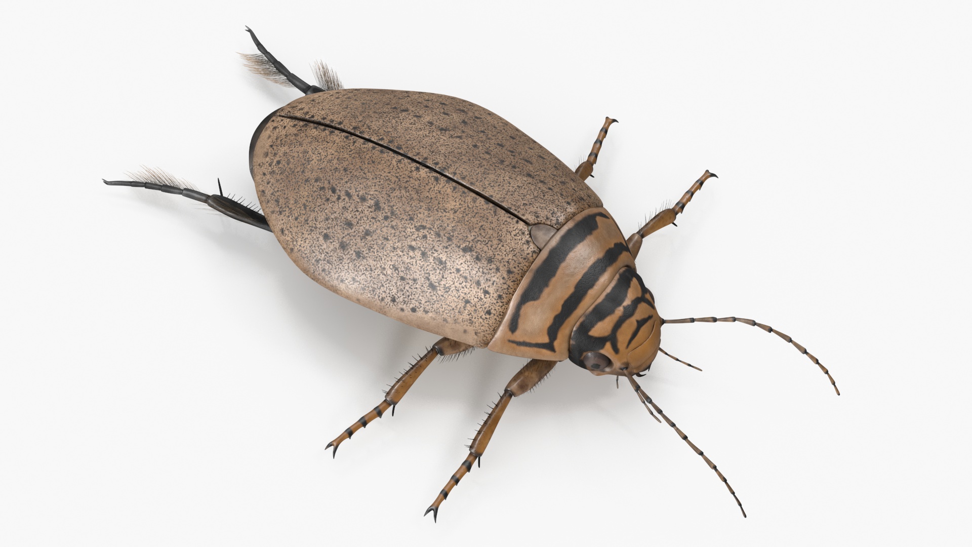 3D Water Beetle Beige model