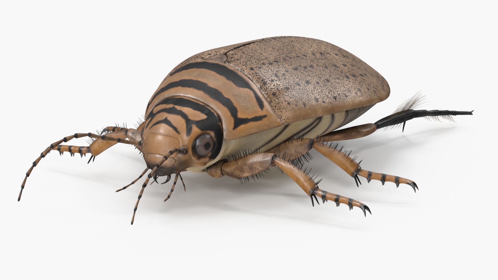 3D Water Beetle Beige model