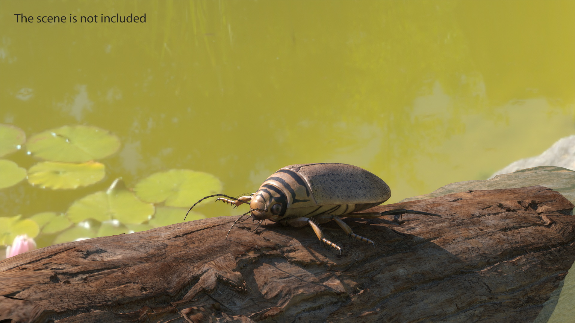 3D Water Beetle Beige model