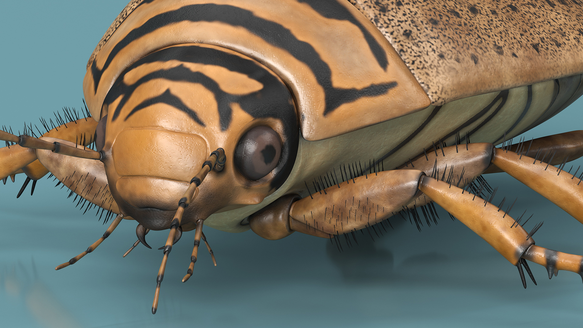 3D Water Beetle Beige model