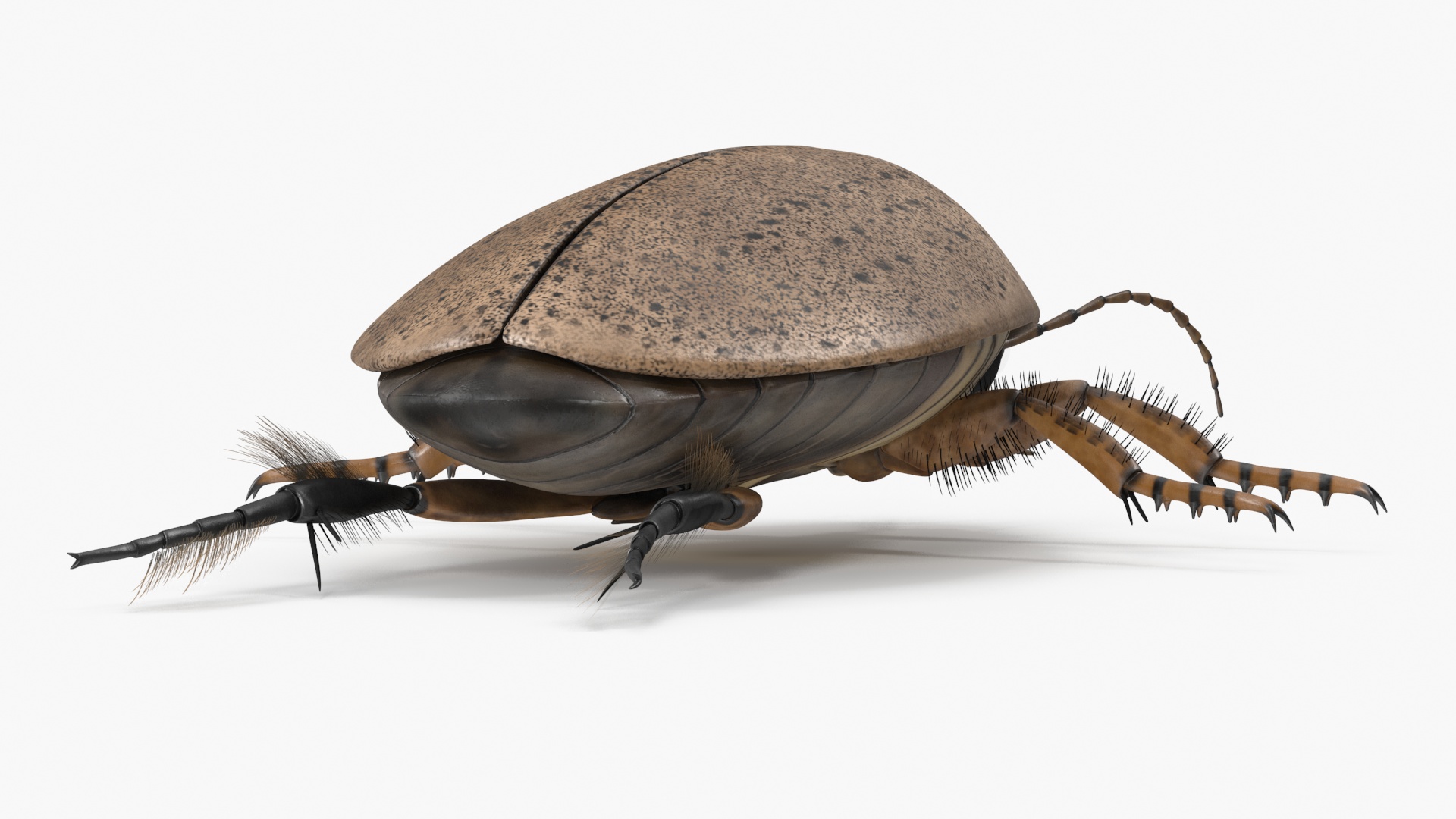3D Water Beetle Beige model