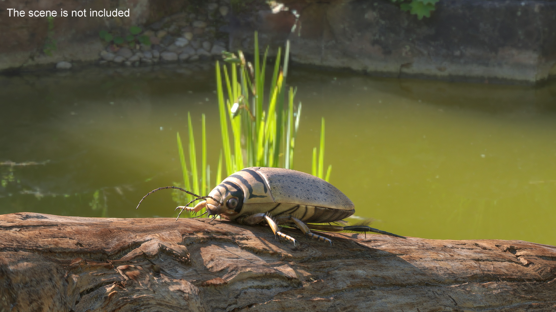 3D Water Beetle Beige model