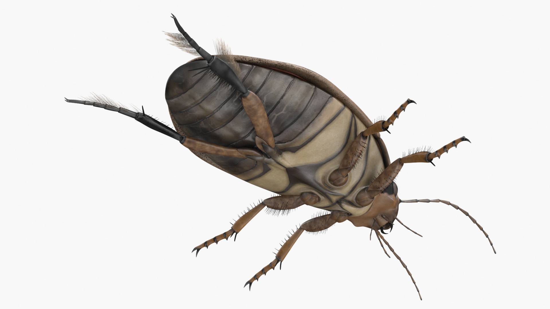 3D Water Beetle Beige model
