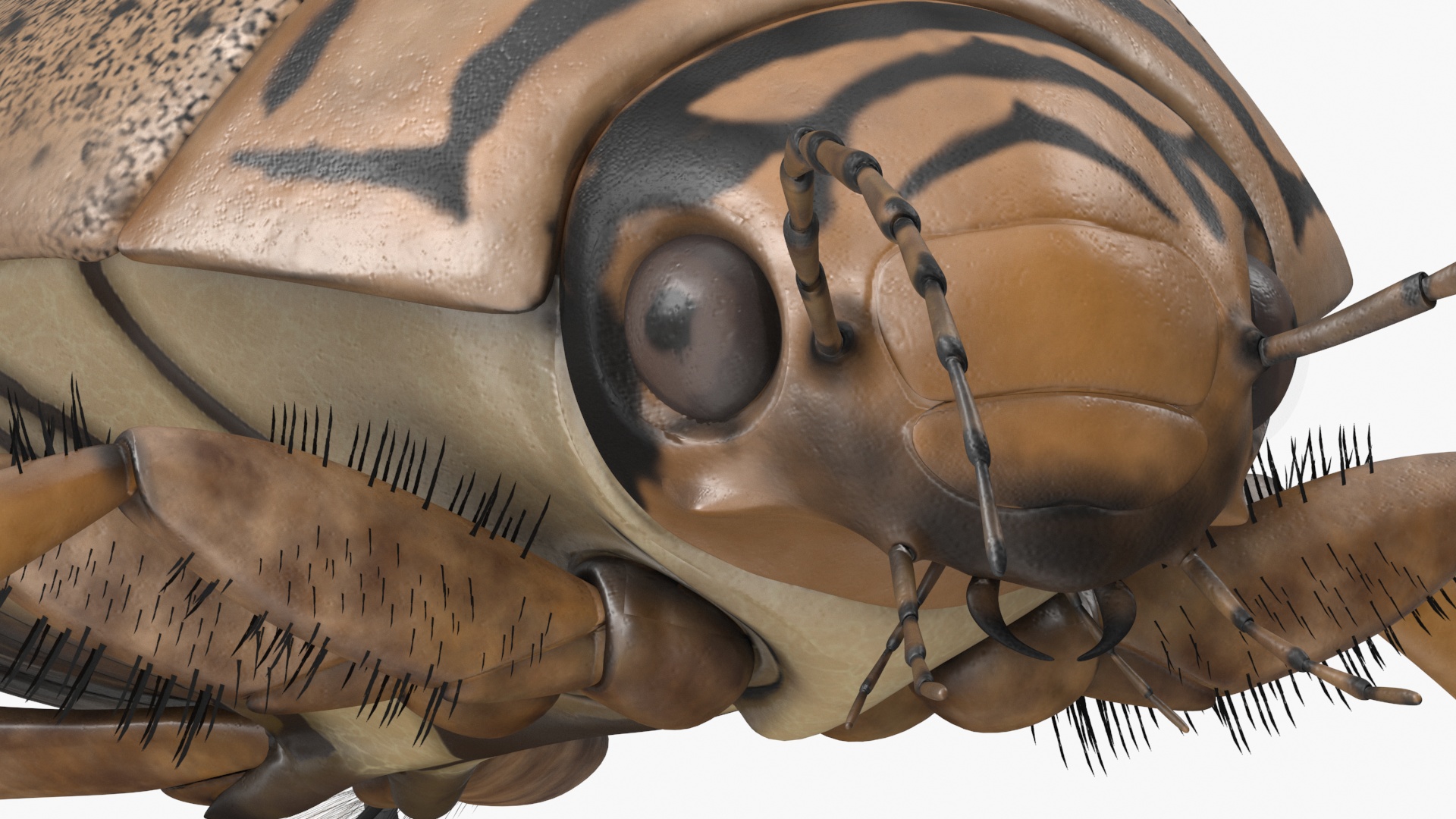 3D Water Beetle Beige model