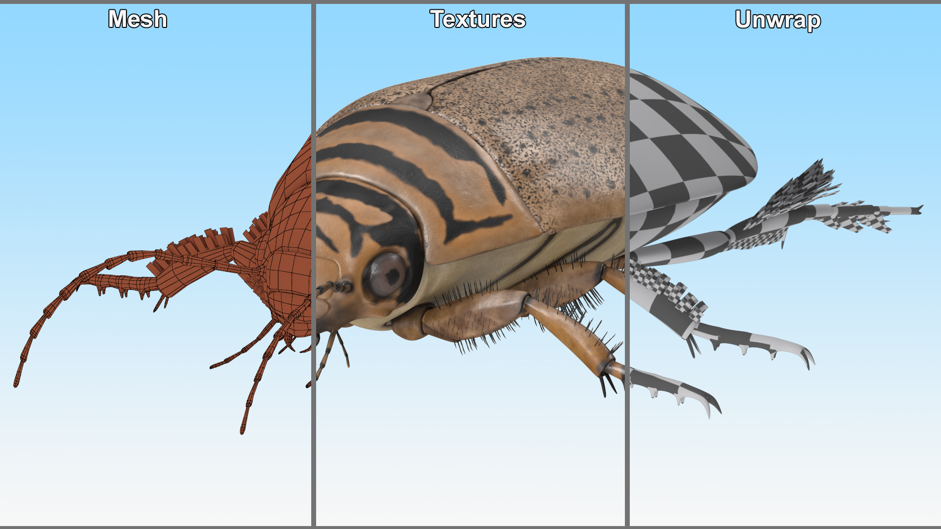 3D Water Beetle Beige model