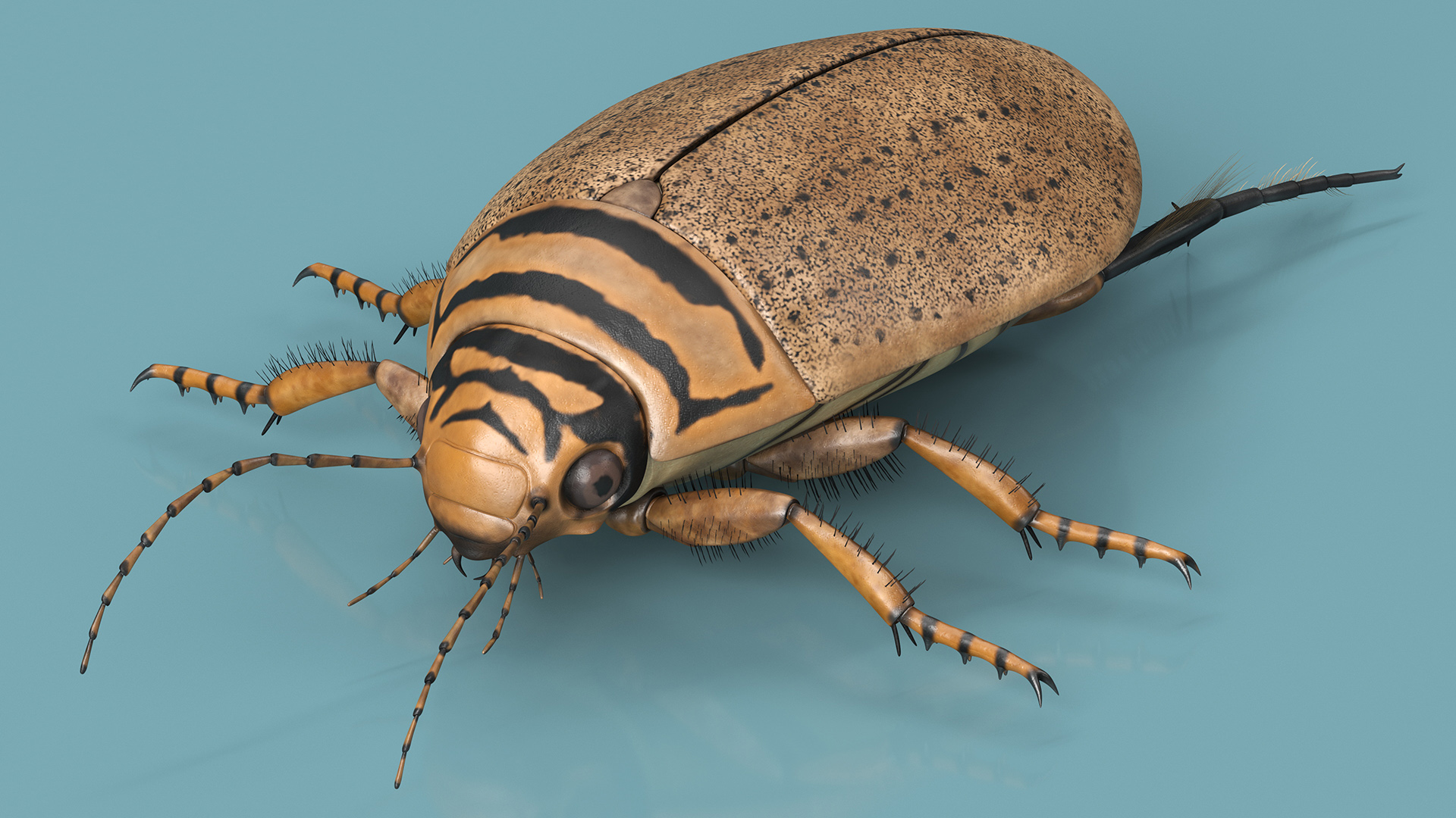 3D Water Beetle Beige model