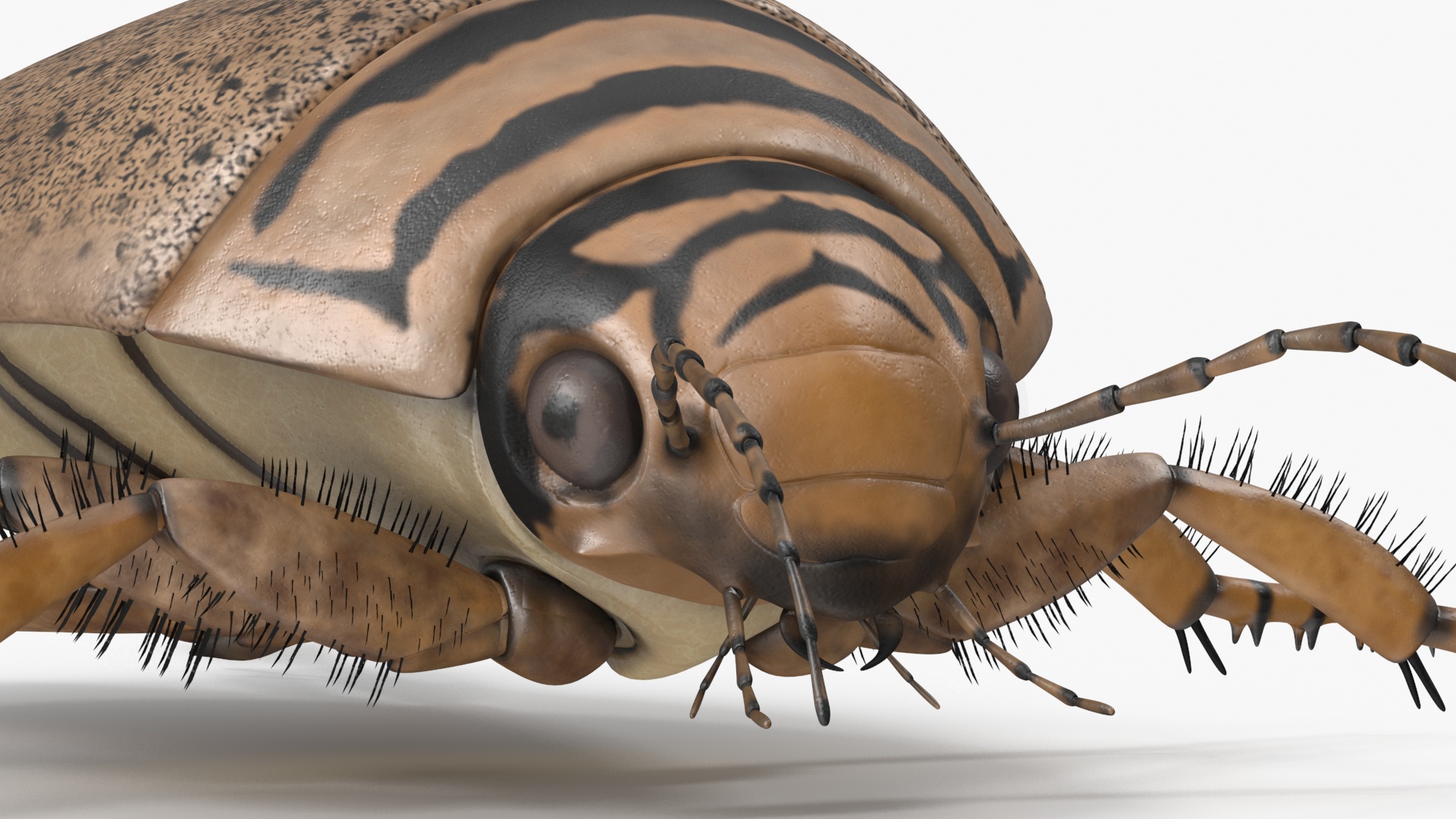3D Water Beetle Beige model