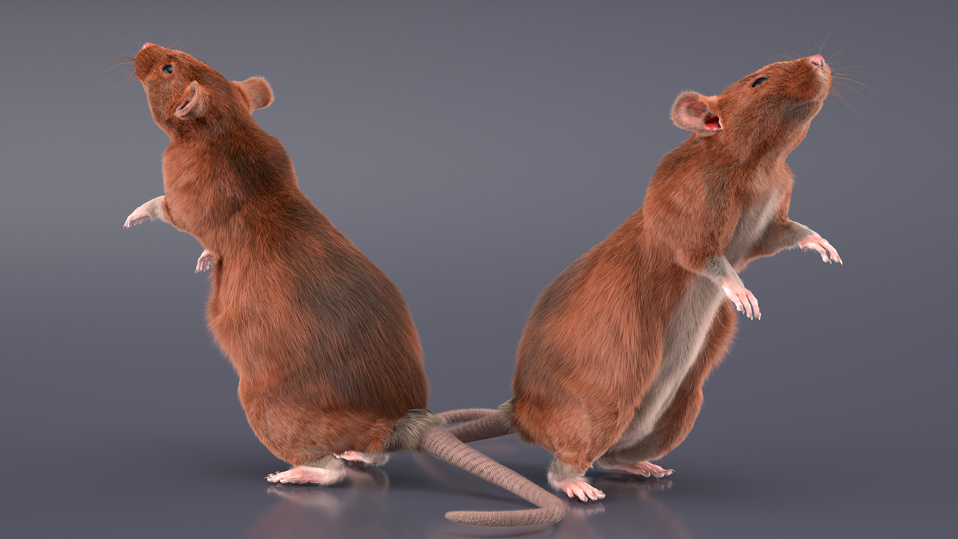 3D Realistic Lifelike Rodent Rat Standing model