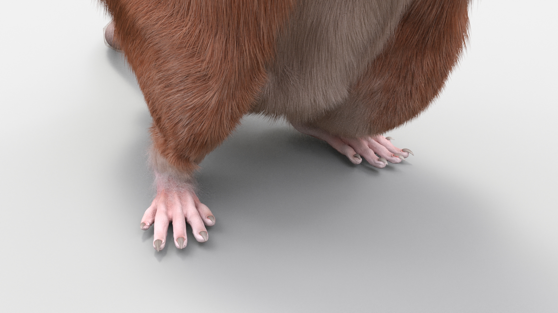 3D Realistic Lifelike Rodent Rat Standing model