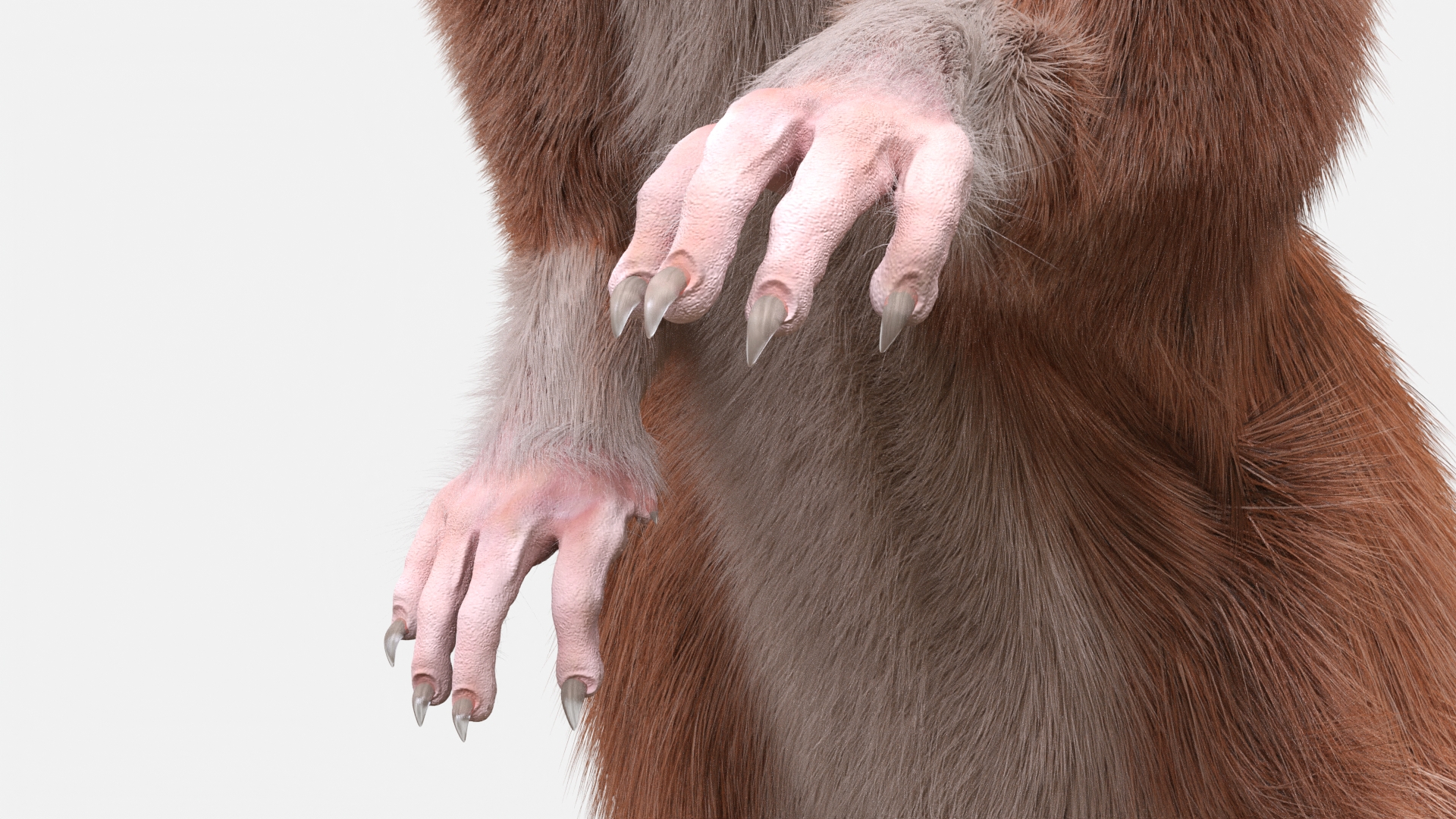 3D Realistic Lifelike Rodent Rat Standing model