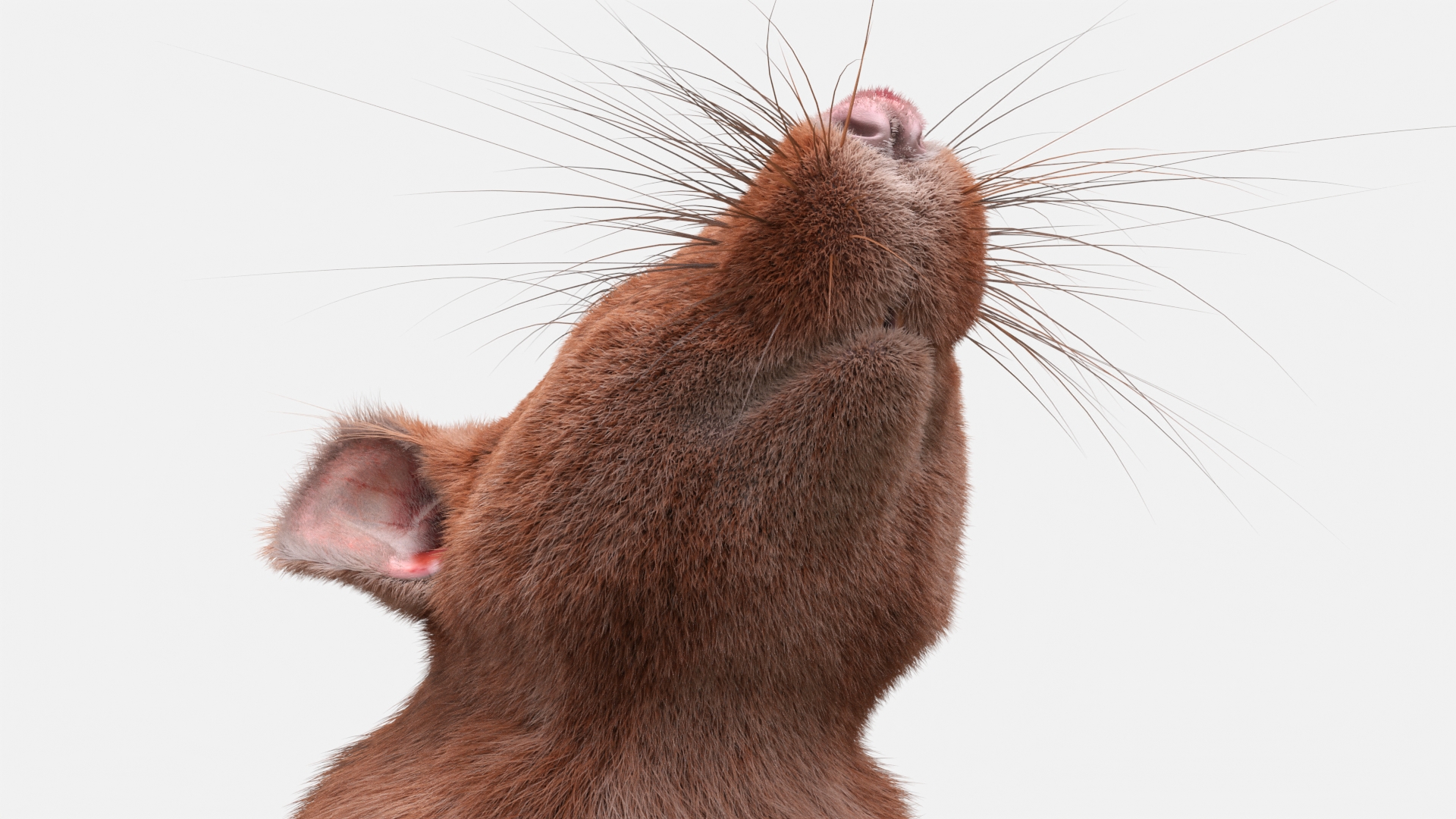 3D Realistic Lifelike Rodent Rat Standing model