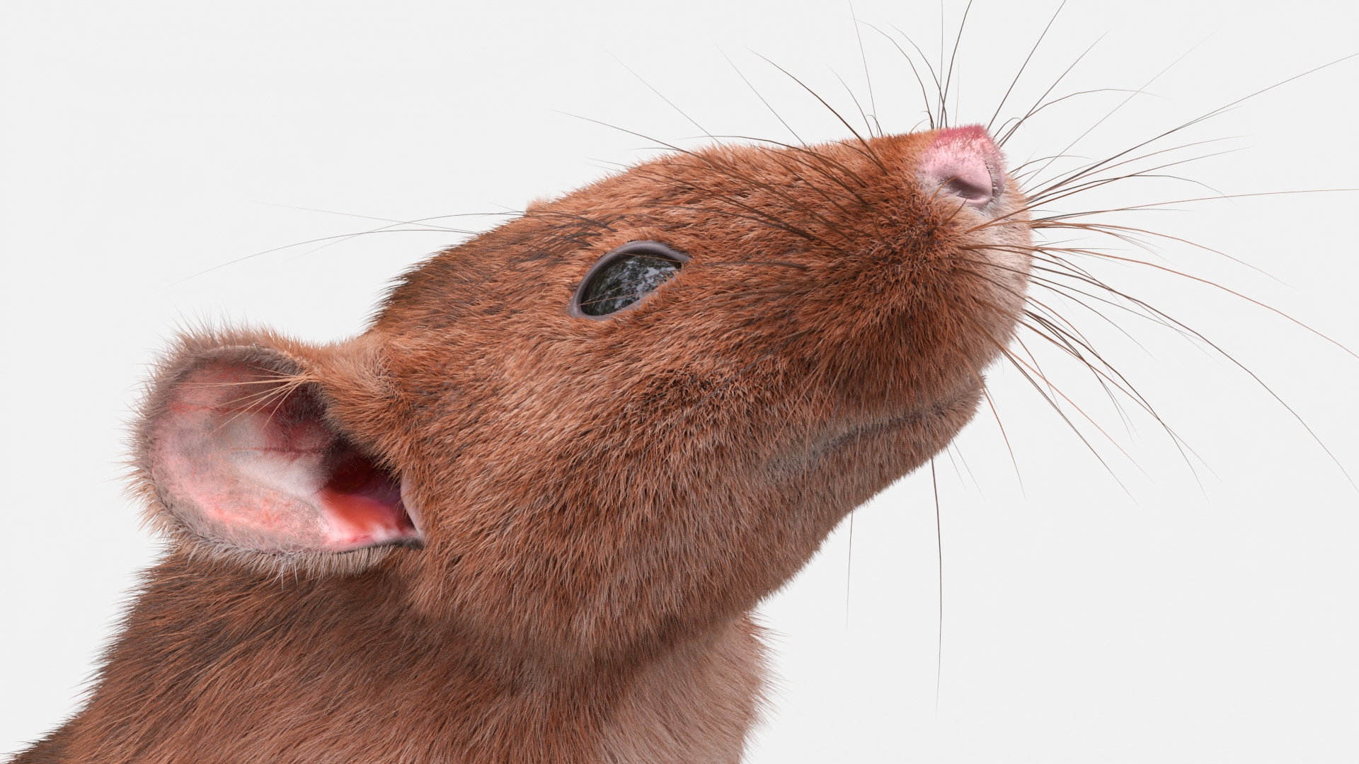 3D Realistic Lifelike Rodent Rat Standing model