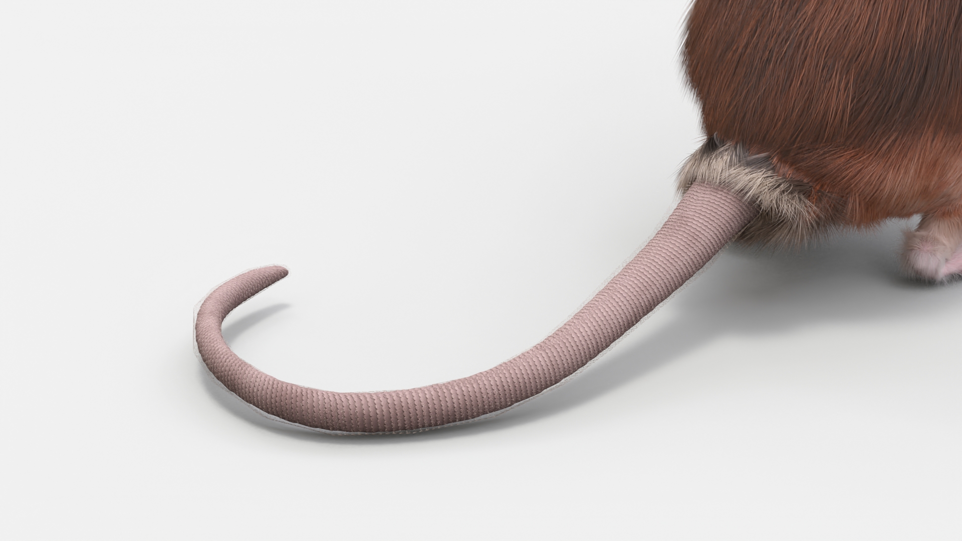 3D Realistic Lifelike Rodent Rat Standing model