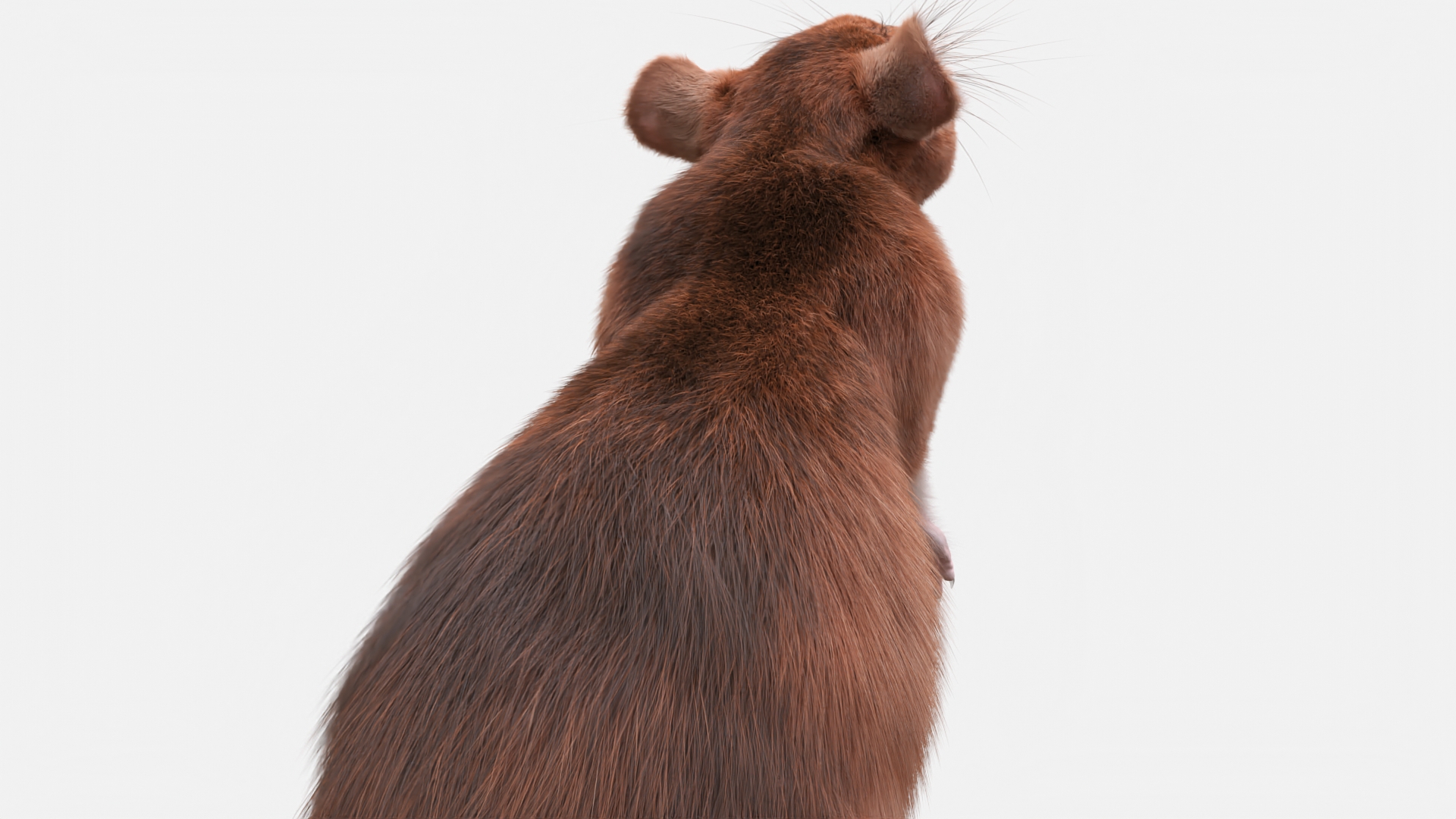 3D Realistic Lifelike Rodent Rat Standing model