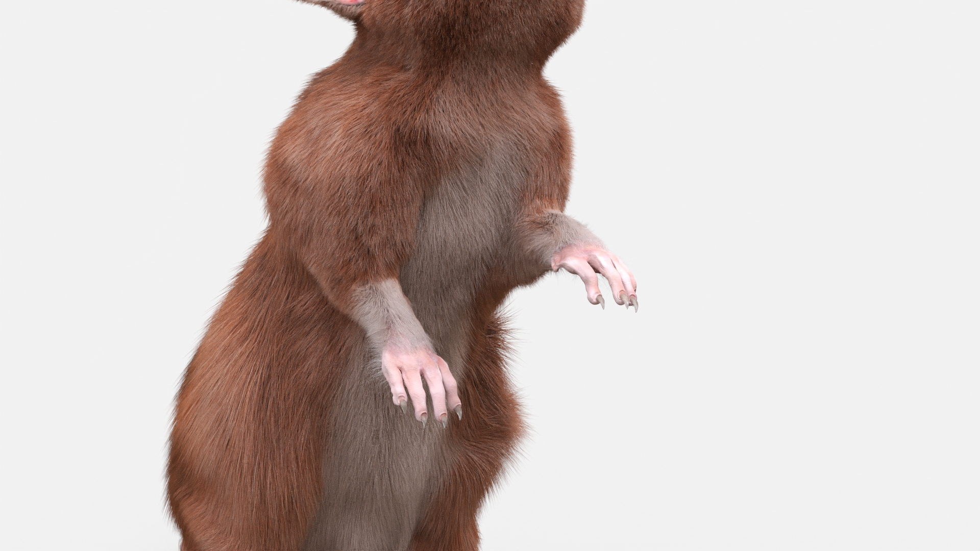 3D Realistic Lifelike Rodent Rat Standing model