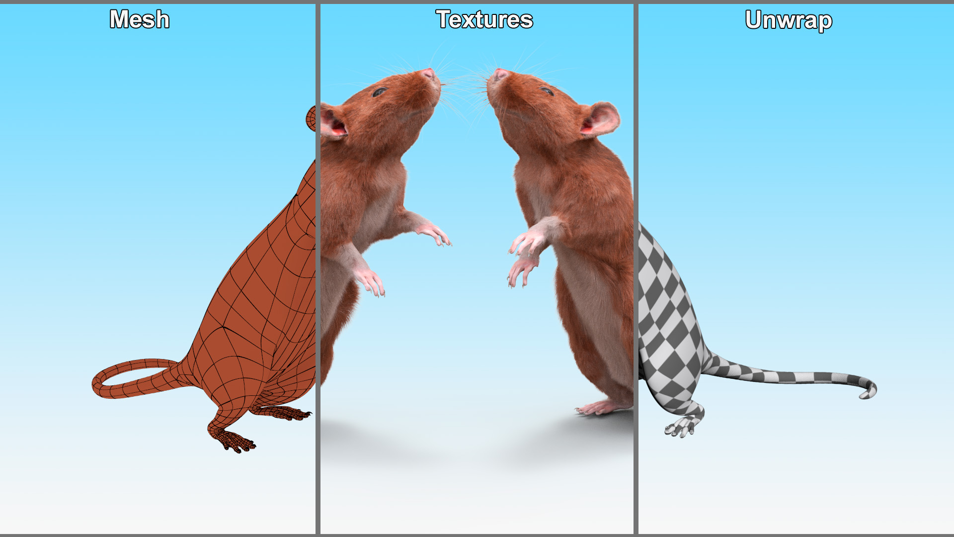 3D Realistic Lifelike Rodent Rat Standing model
