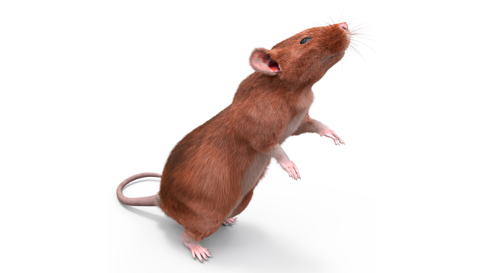 3D Realistic Lifelike Rodent Rat Standing model