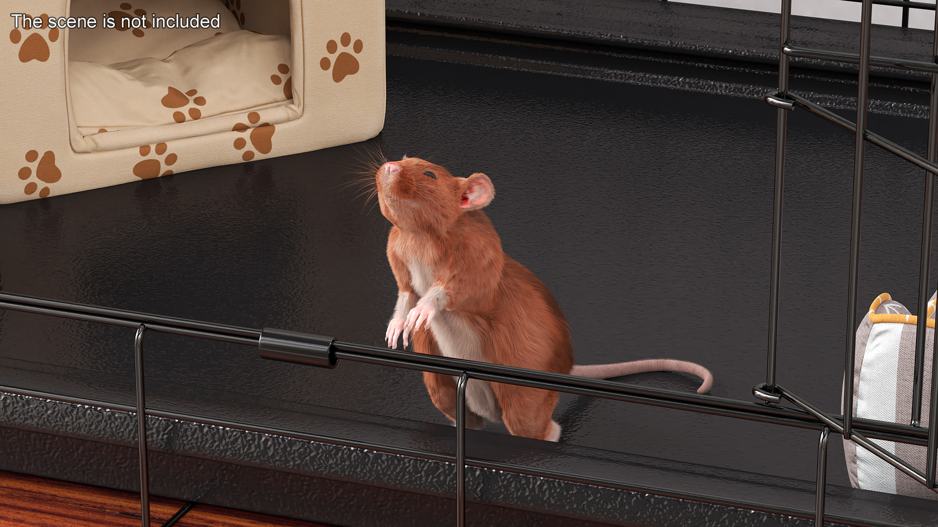 3D Realistic Lifelike Rodent Rat Standing model