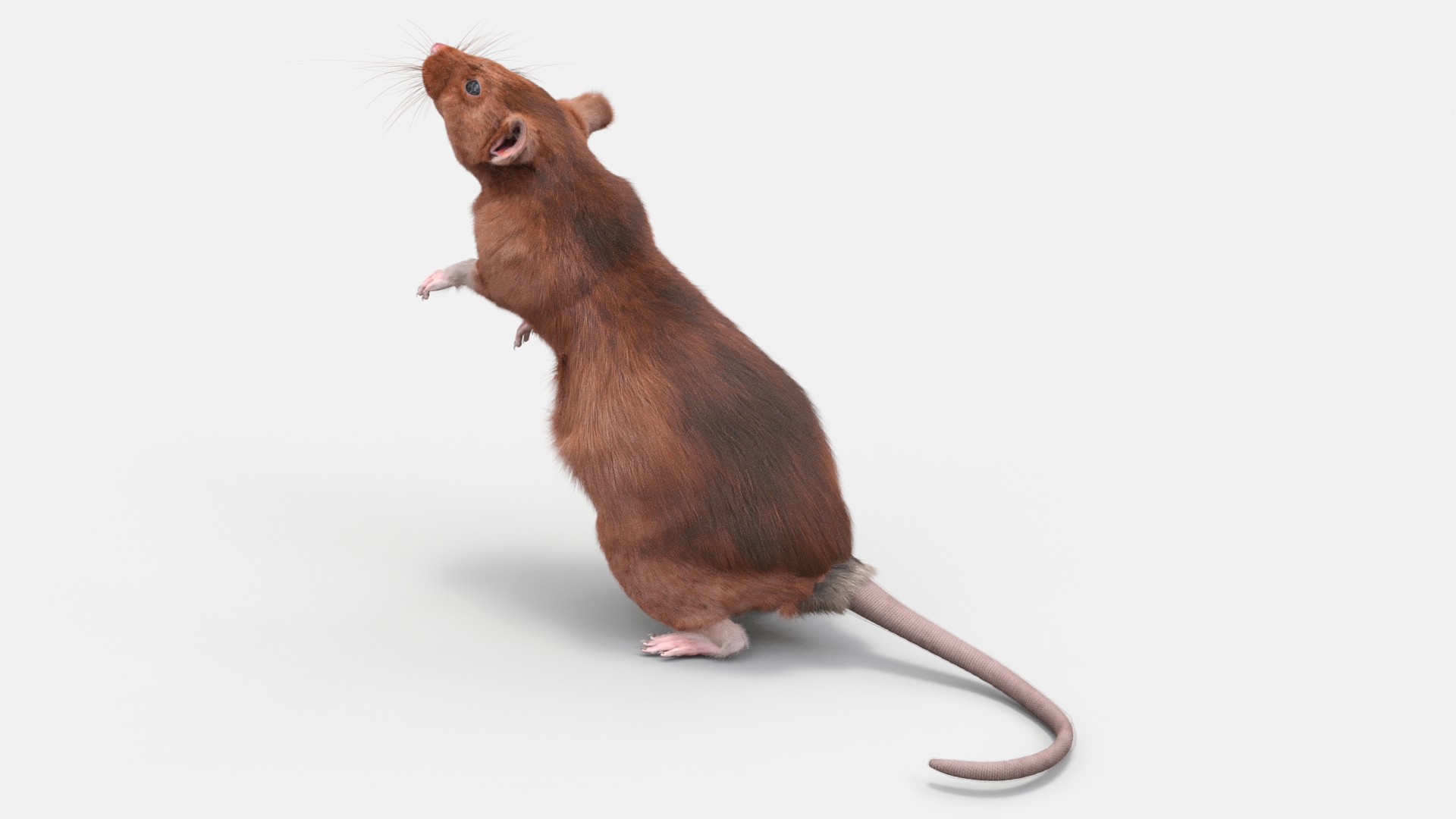 3D Realistic Lifelike Rodent Rat Standing model