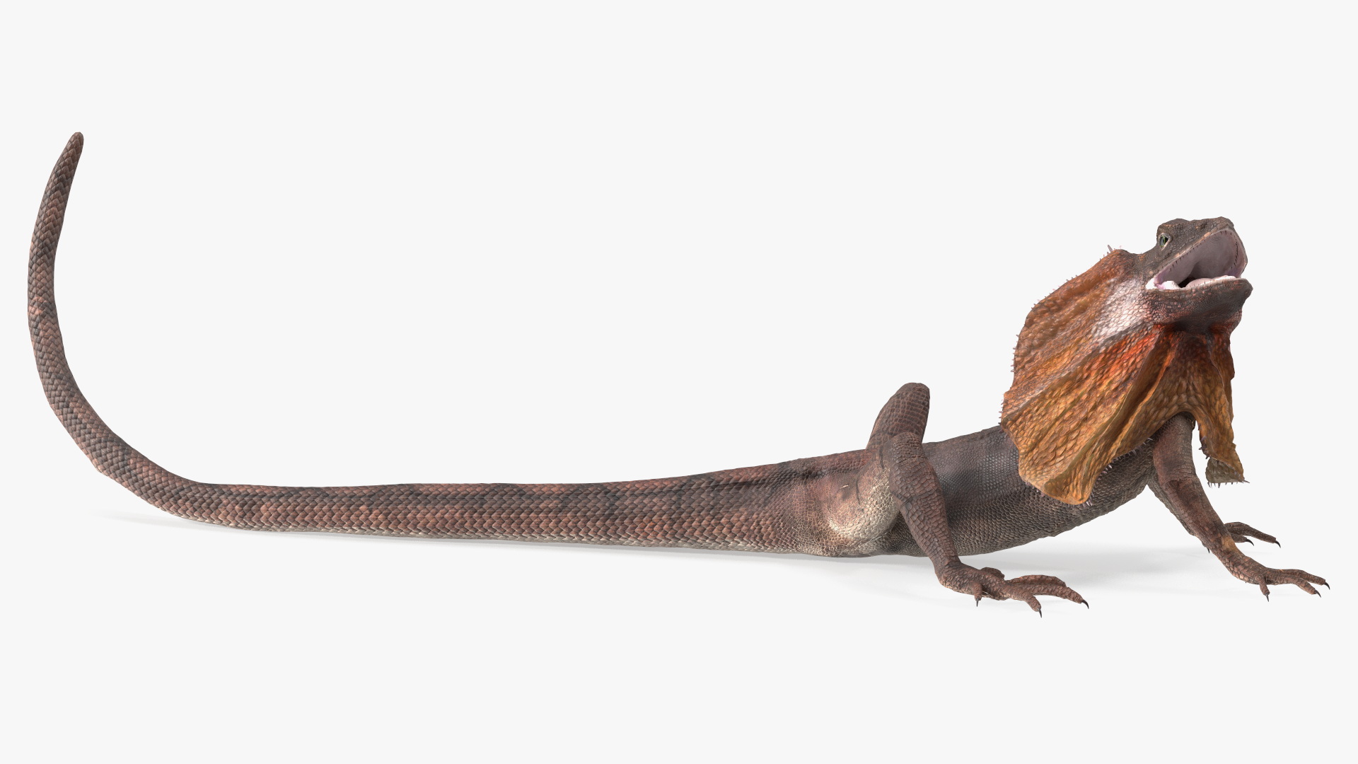 Chlamydosaurus Kingii Angry Pose 3D