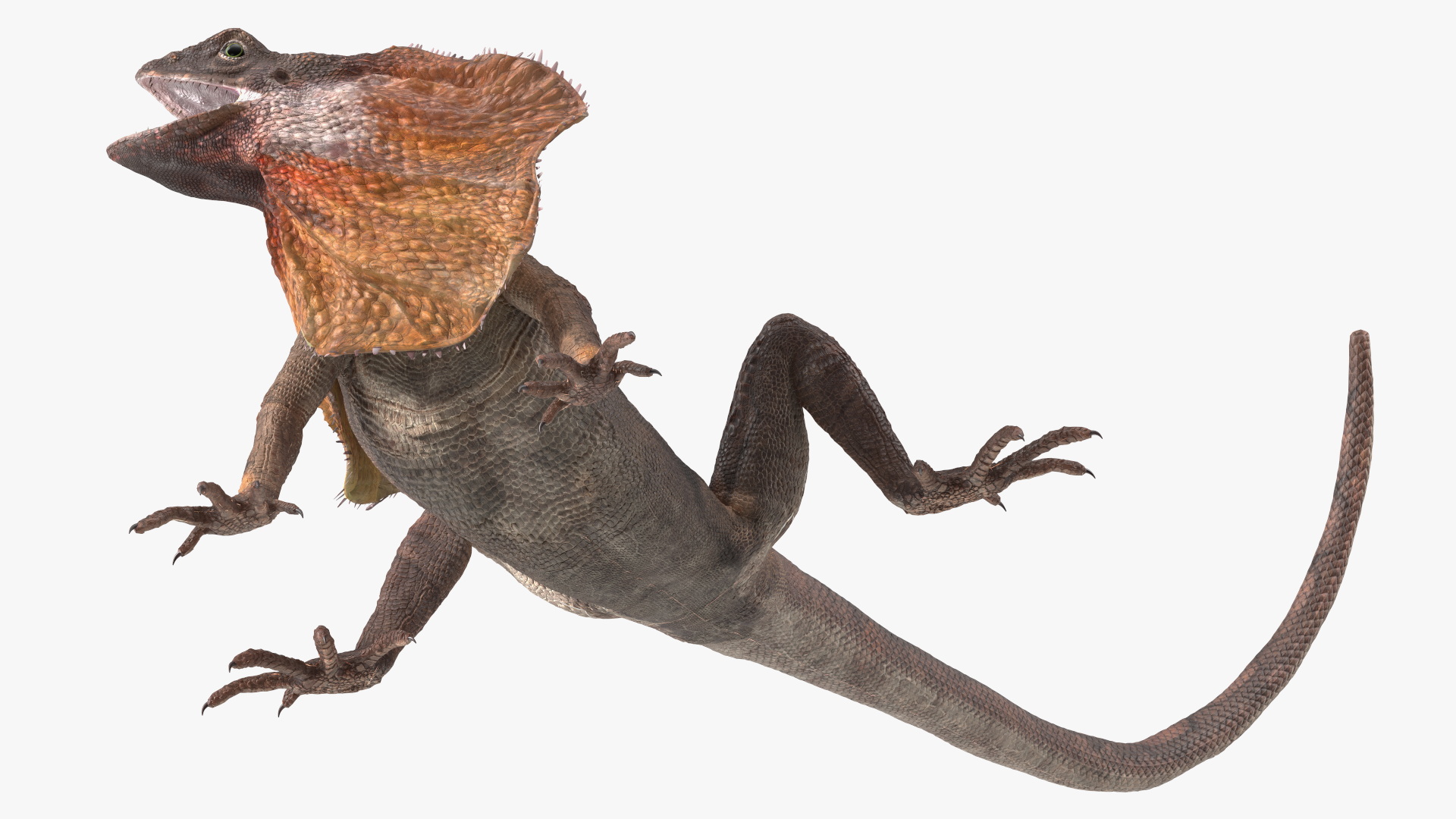 Chlamydosaurus Kingii Angry Pose 3D