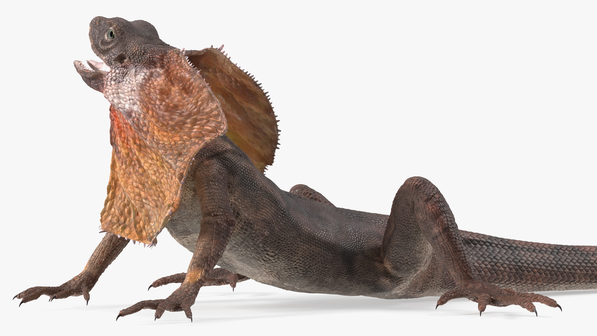 Chlamydosaurus Kingii Angry Pose 3D