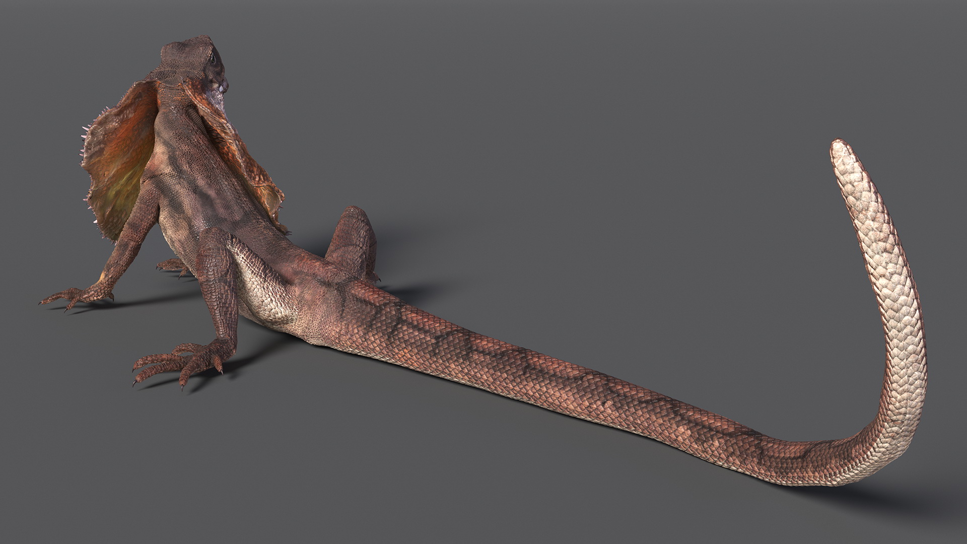 Chlamydosaurus Kingii Angry Pose 3D