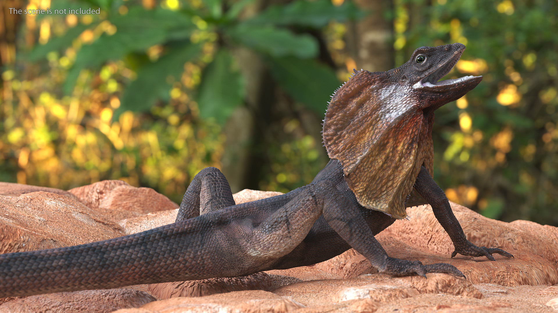 Chlamydosaurus Kingii Angry Pose 3D