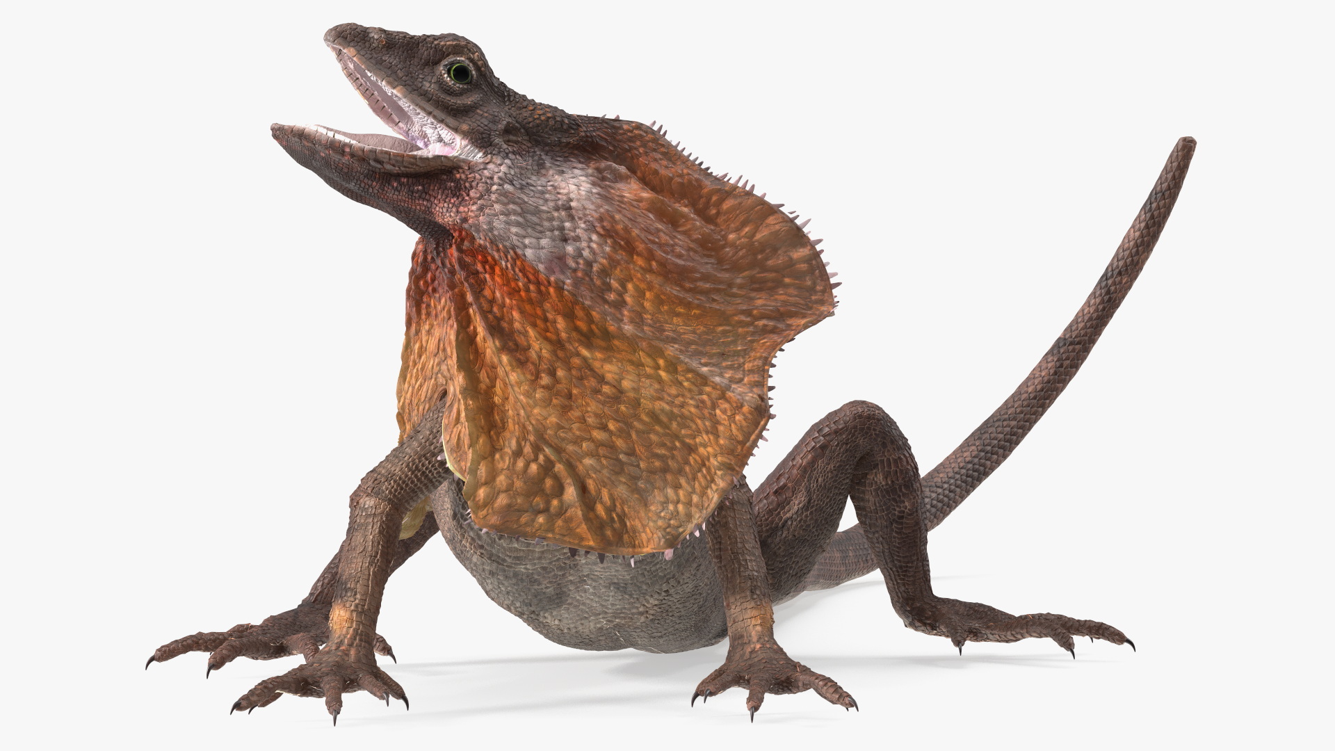 Chlamydosaurus Kingii Angry Pose 3D