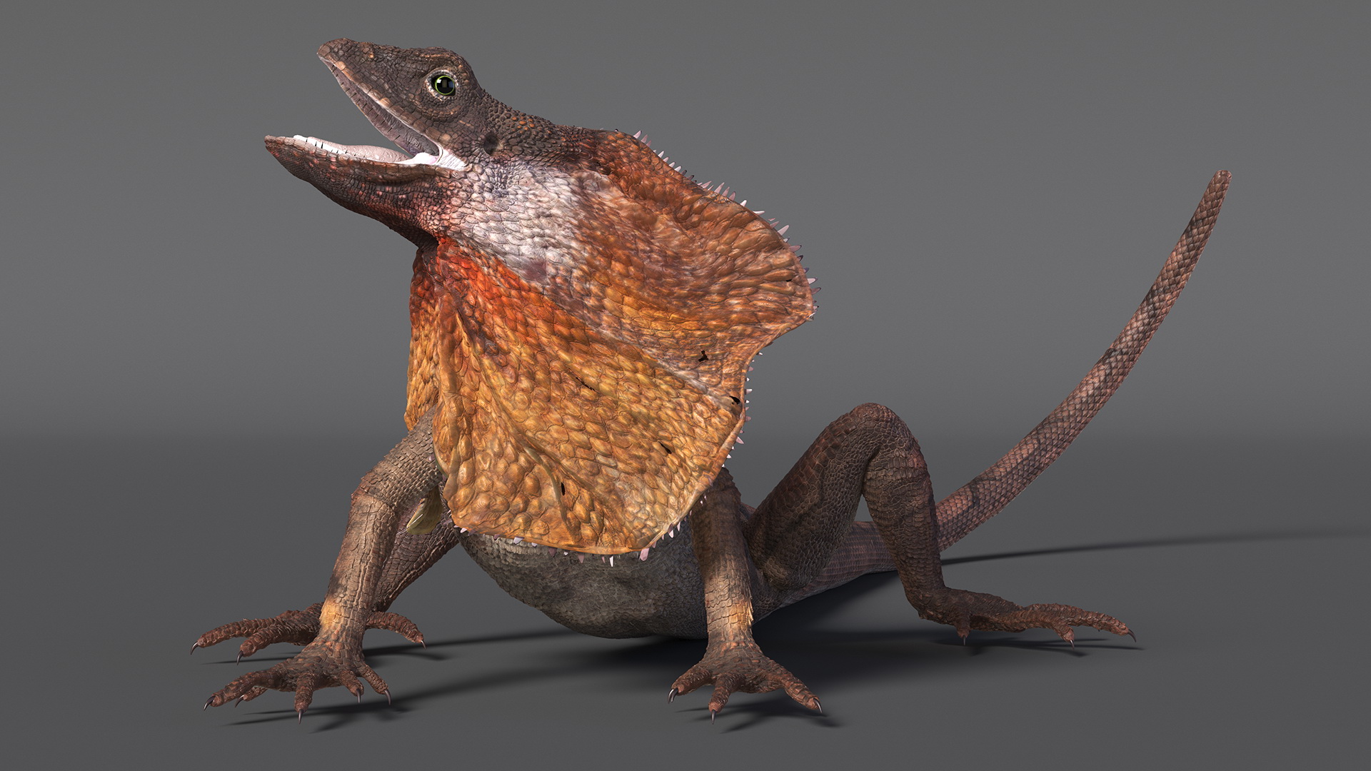 Chlamydosaurus Kingii Angry Pose 3D