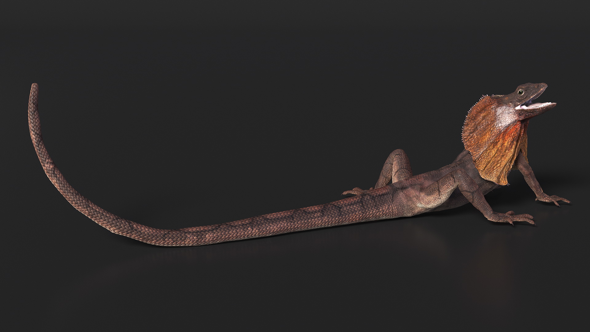 Chlamydosaurus Kingii Angry Pose 3D